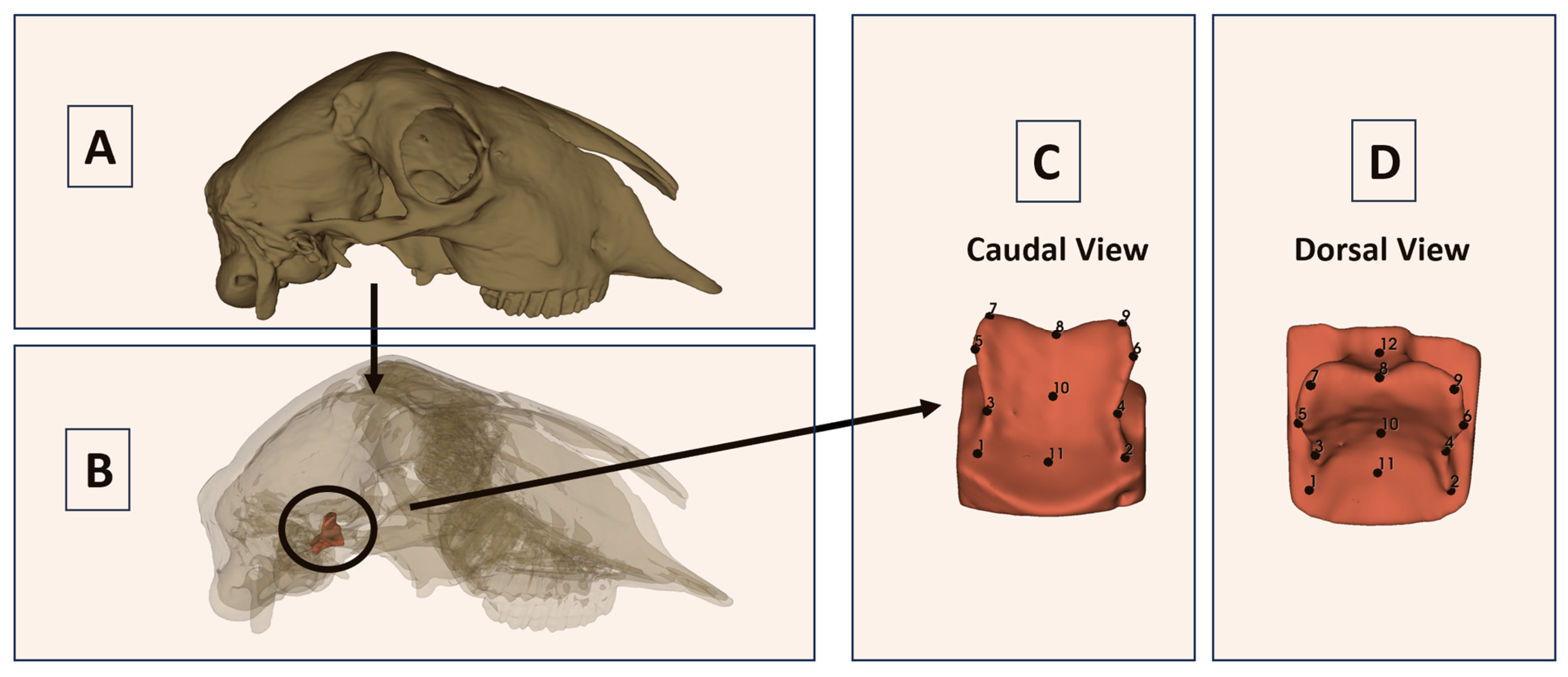 Vetsci 13 00290 g001