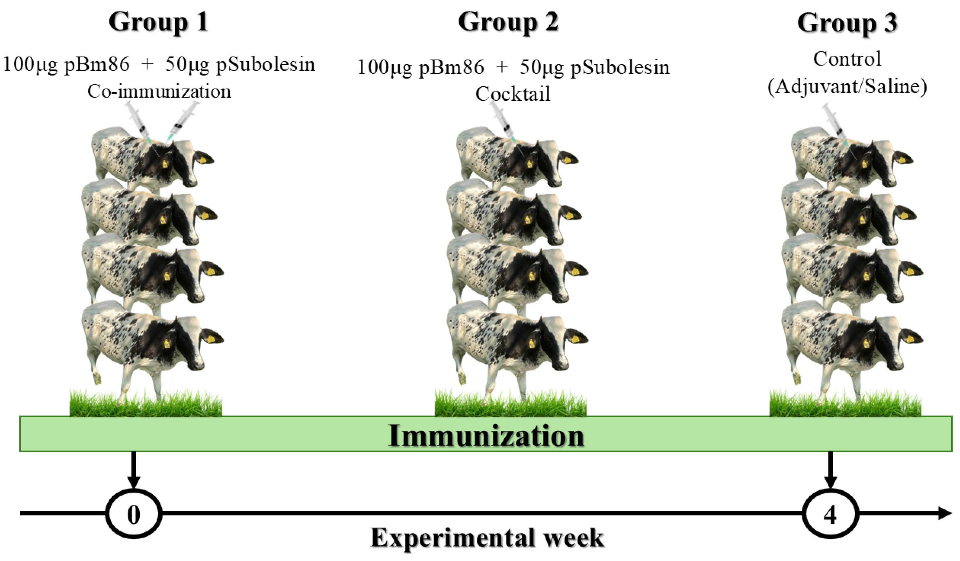 Vetsci 13 00301 g001 Vetsci 13 00301 g001