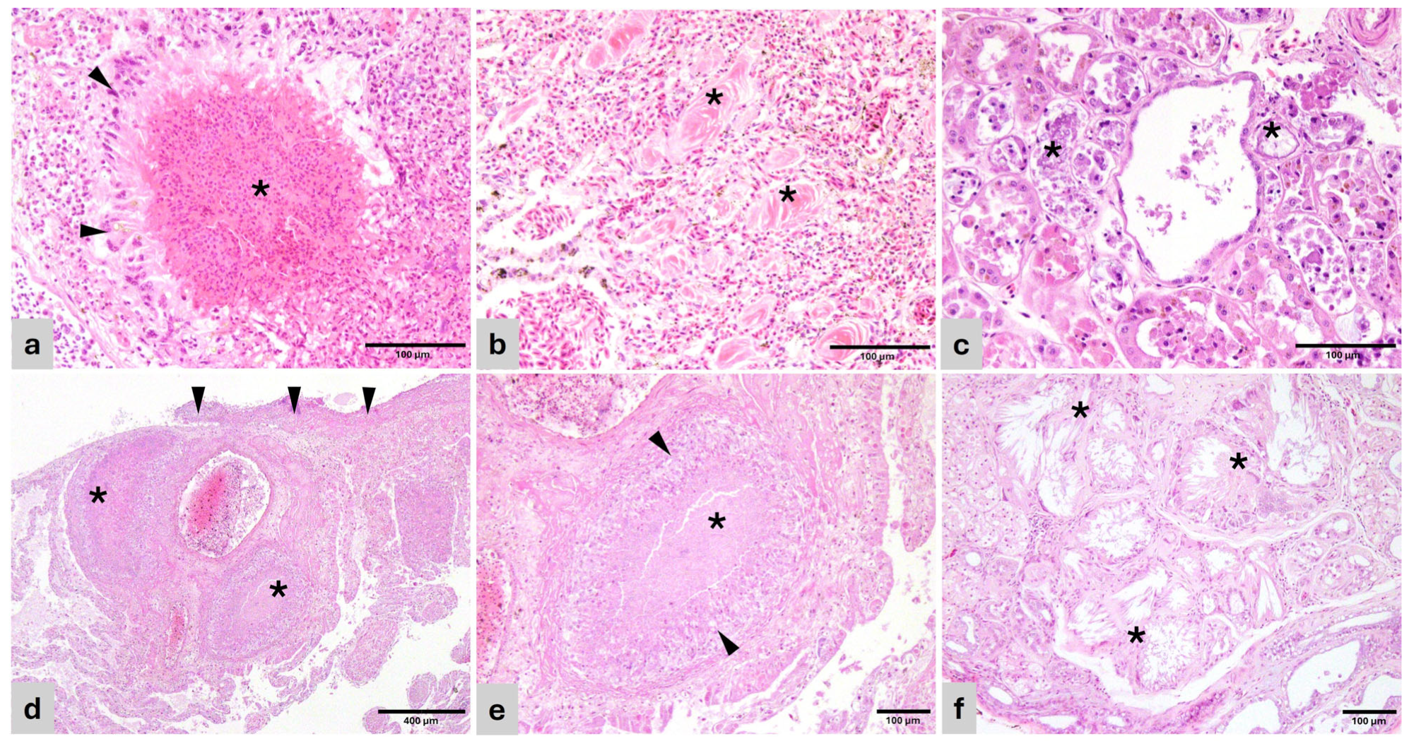 Vetsci 13 00306 g001