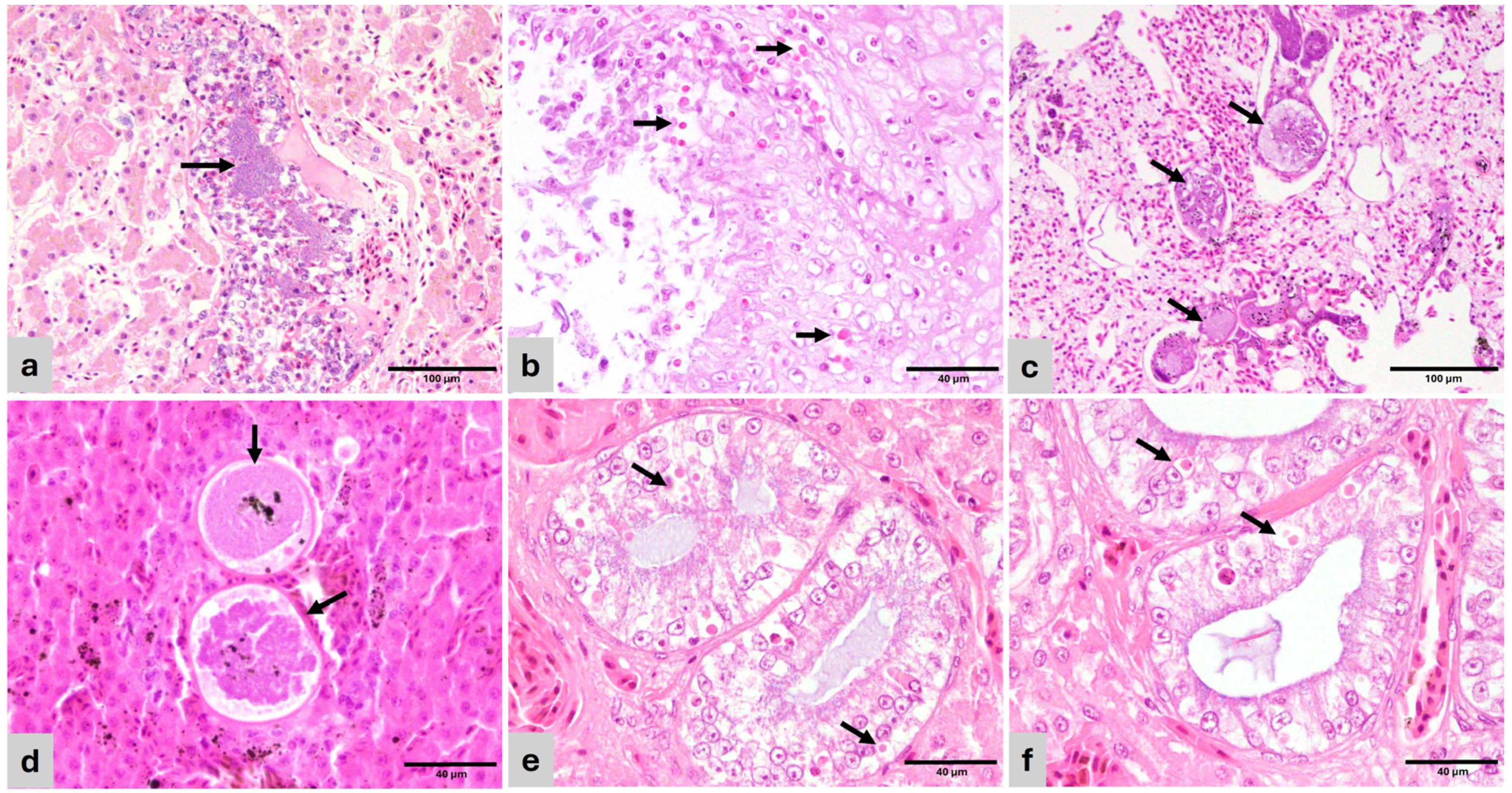 Vetsci 13 00306 g002