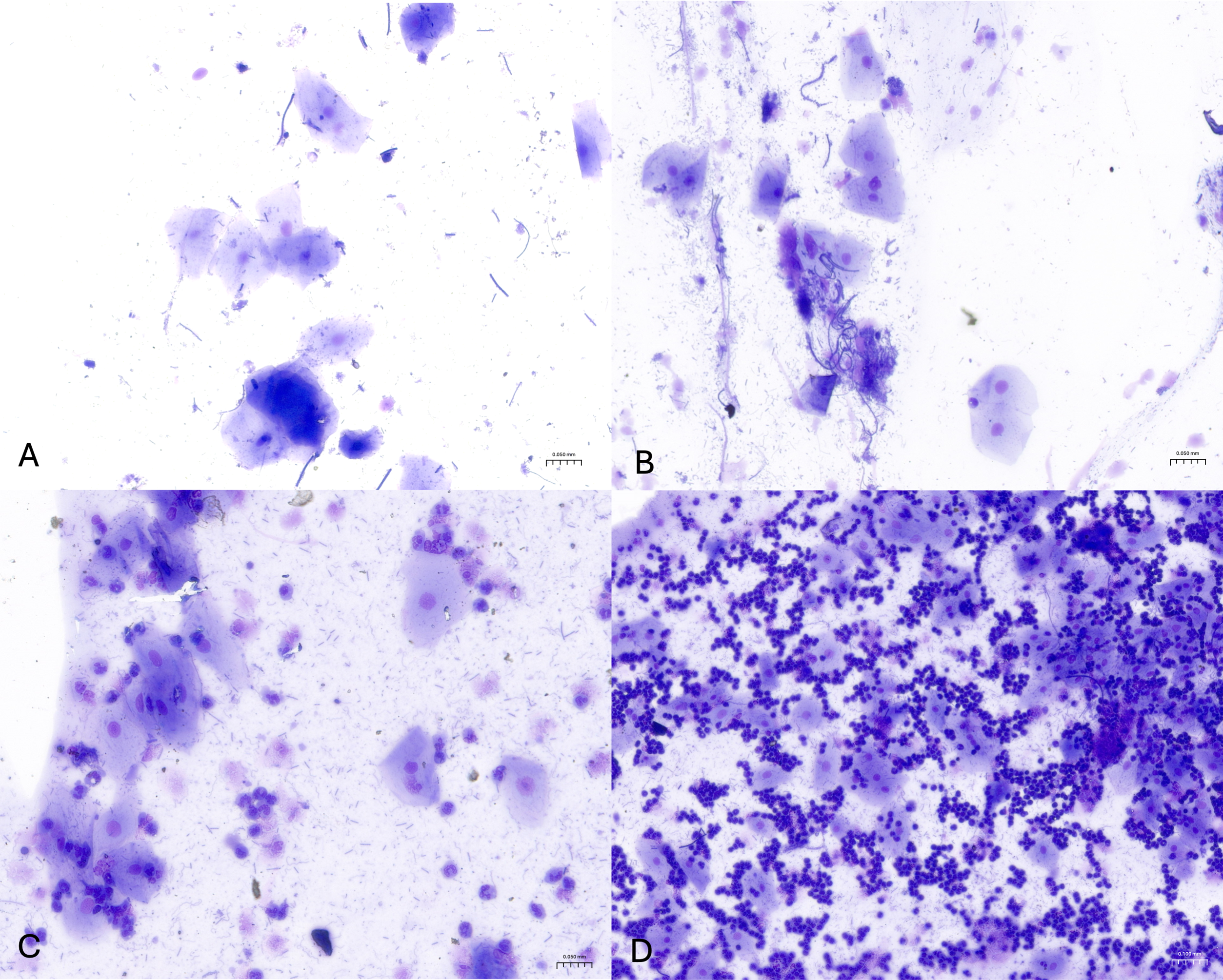 Vetsci 13 00354 g001 Vetsci 13 00354 g001