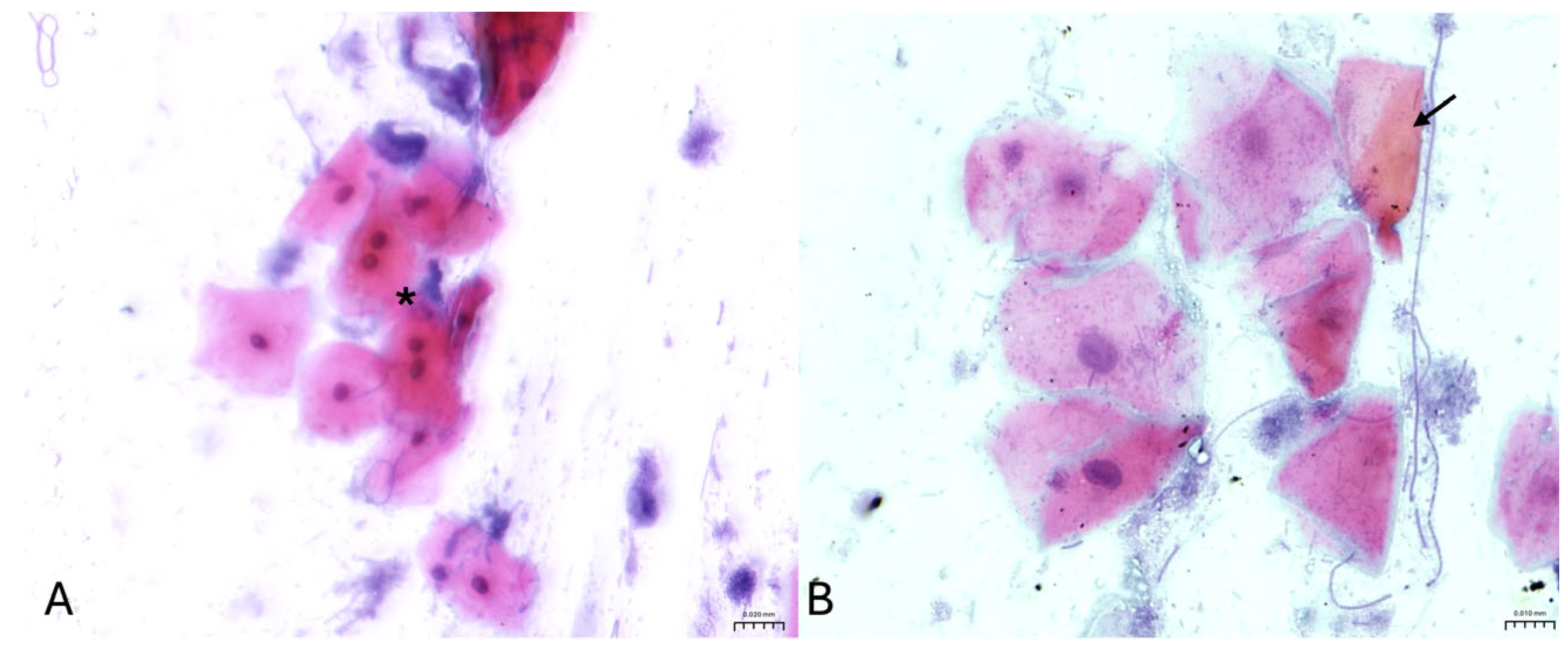 Vetsci 13 00354 g002 Vetsci 13 00354 g002