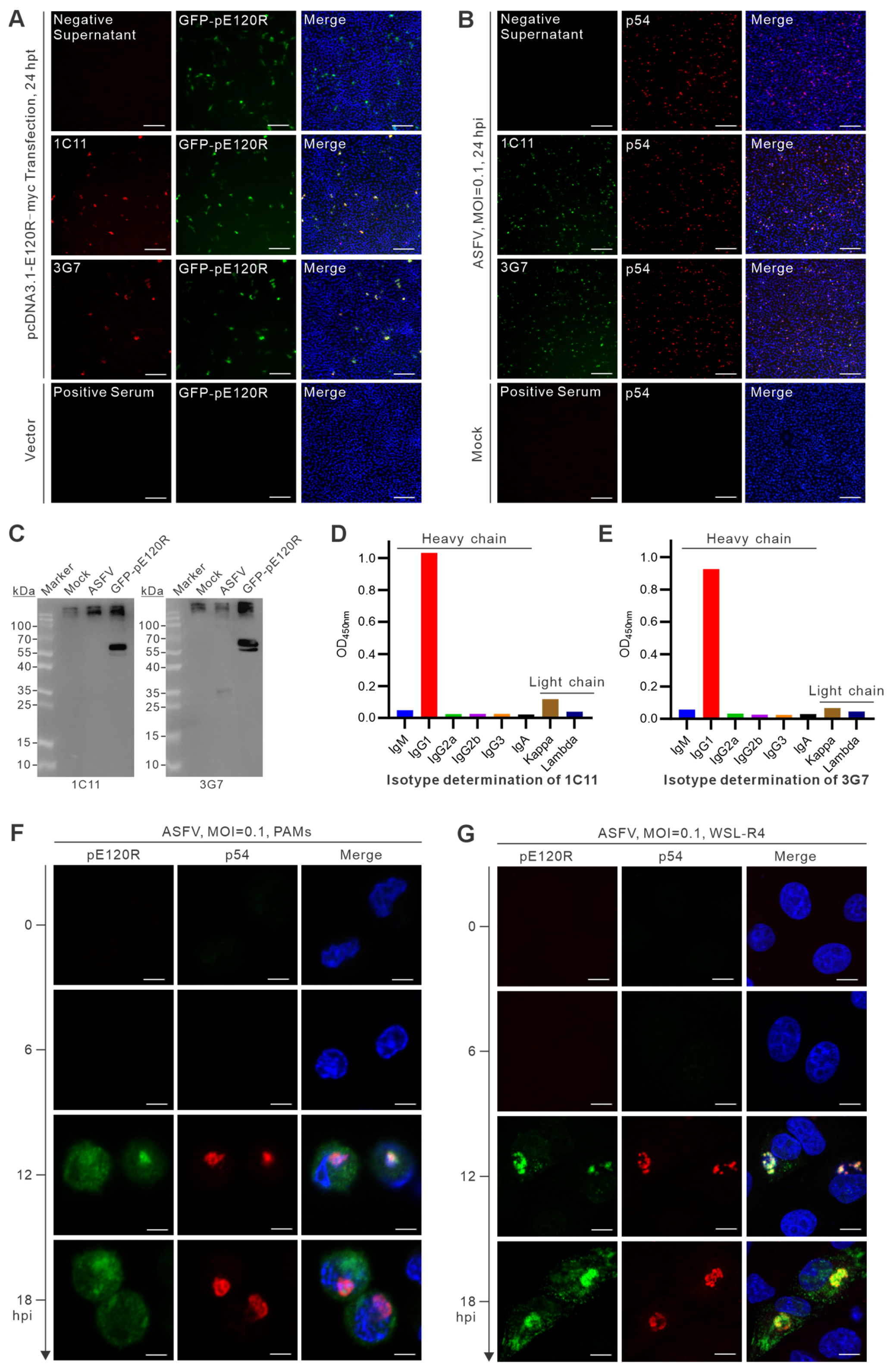 Vetsci 13 00358 g003 Vetsci 13 00358 g003