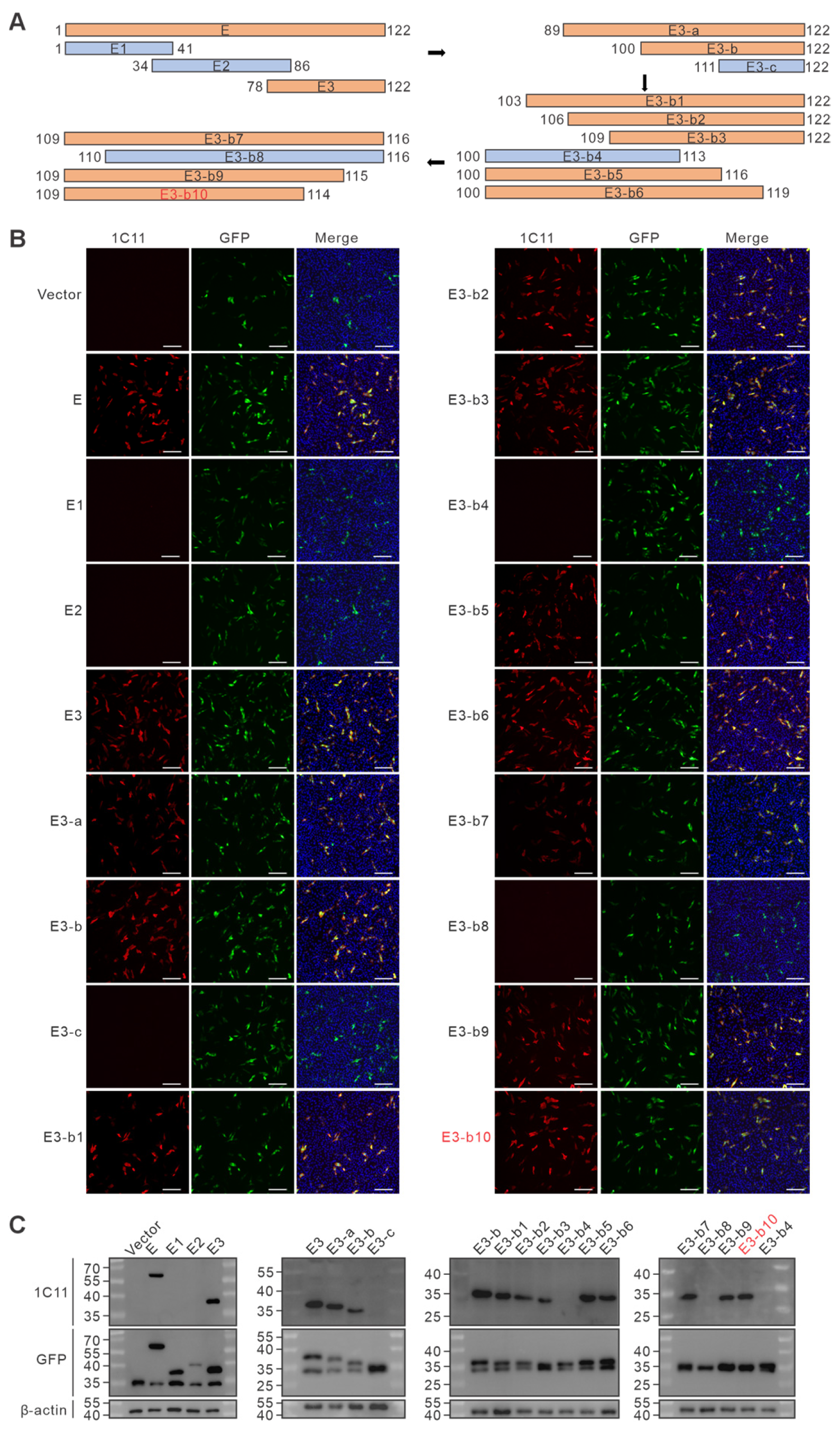 Vetsci 13 00358 g004 Vetsci 13 00358 g004