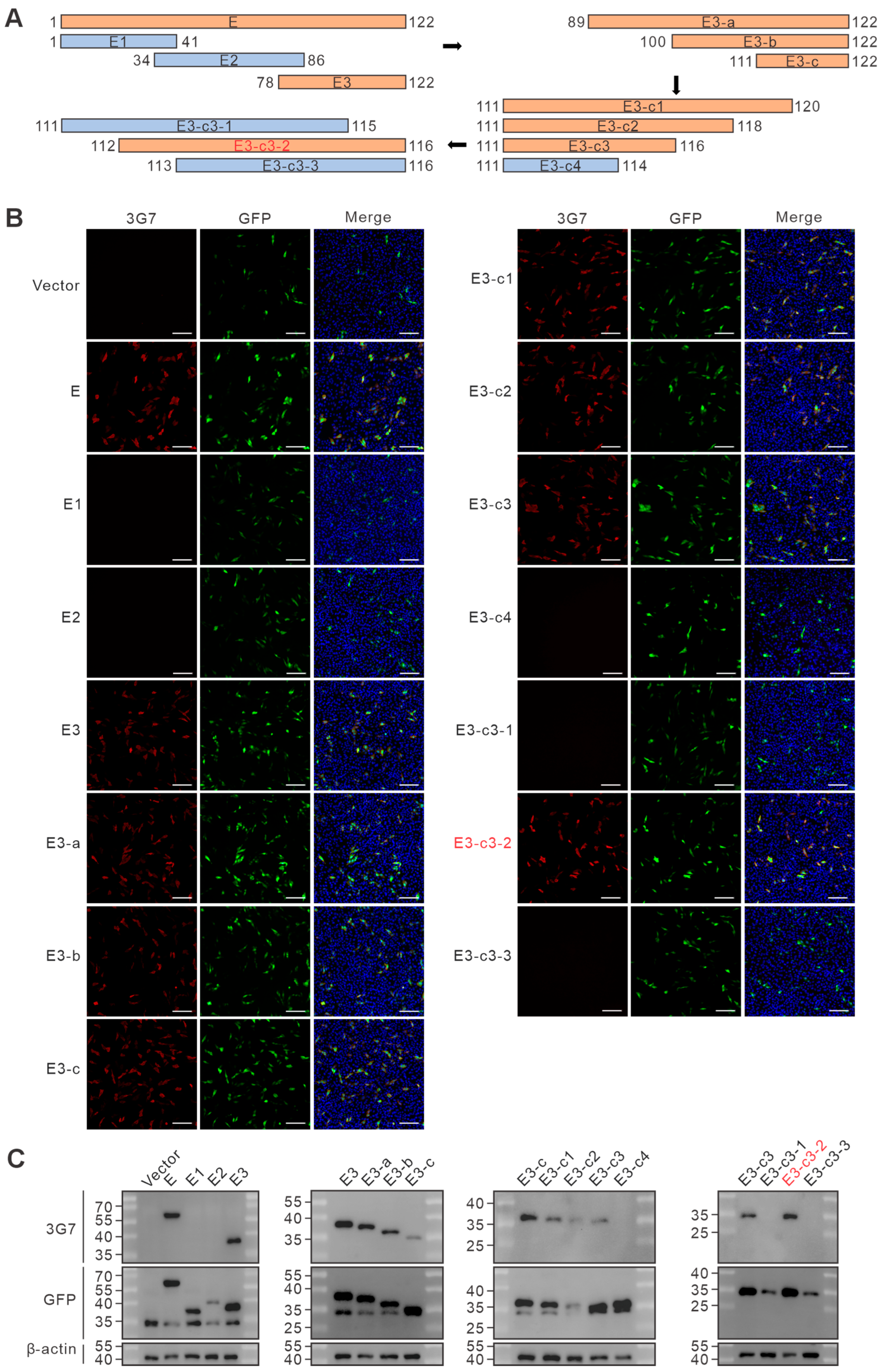Vetsci 13 00358 g005 Vetsci 13 00358 g005