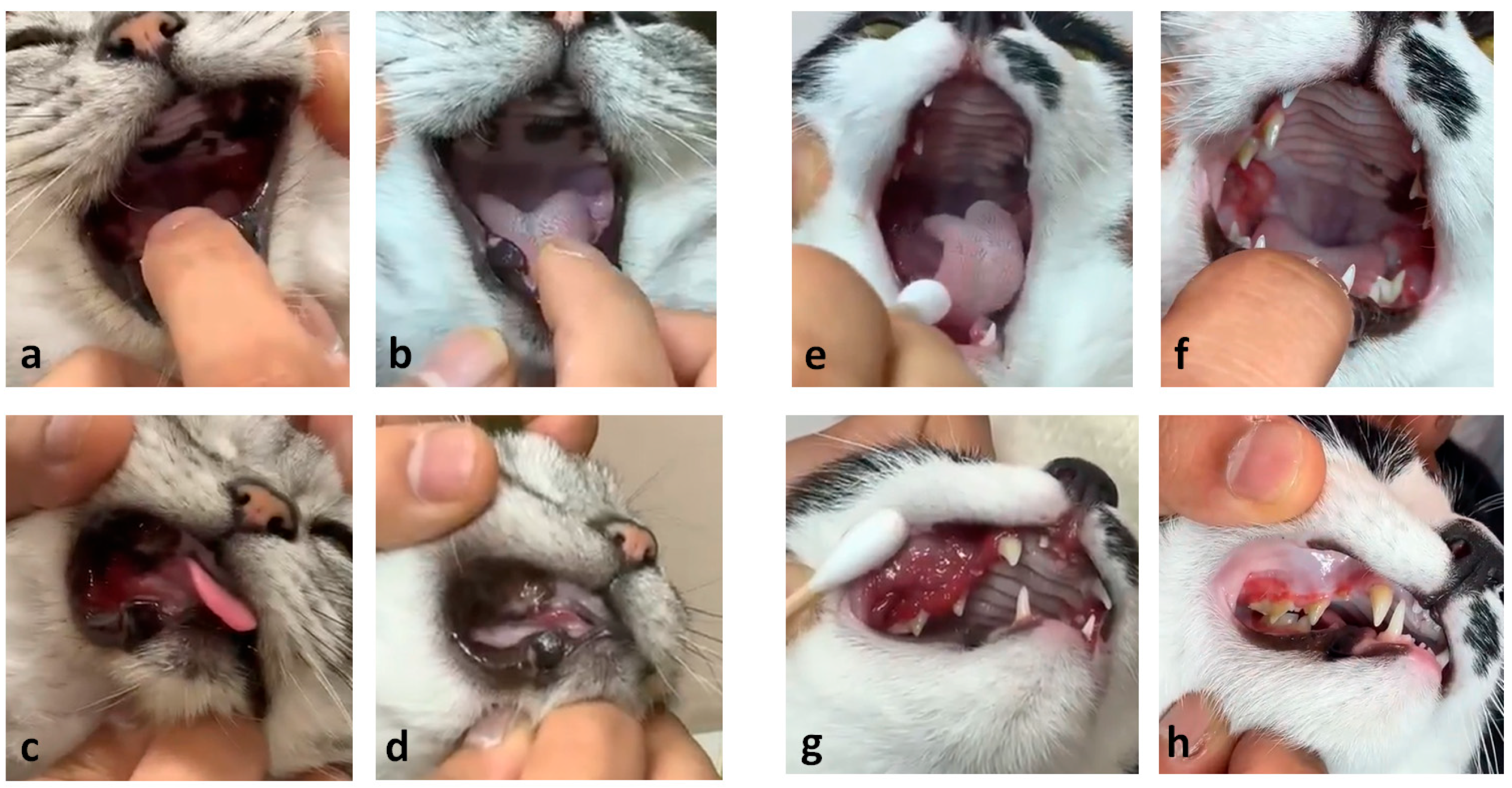 Vetsci 13 00363 g004 Vetsci 13 00363 g004
