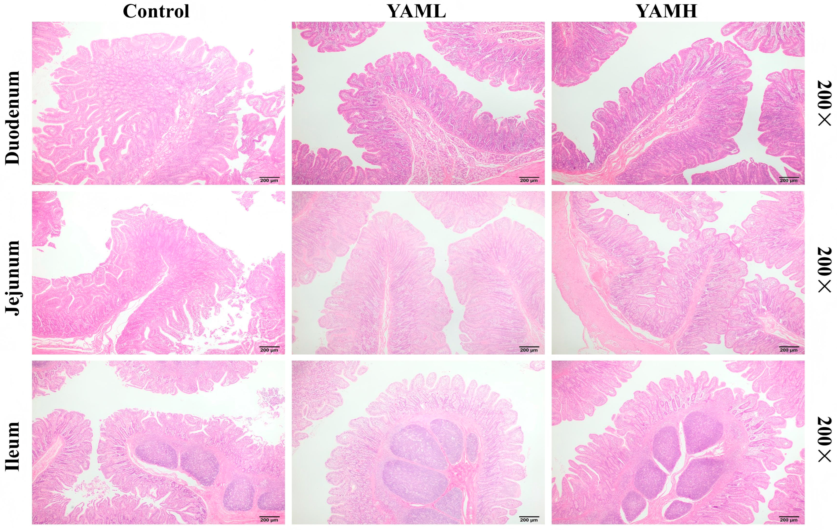 Vetsci 13 00365 g001 Vetsci 13 00365 g001