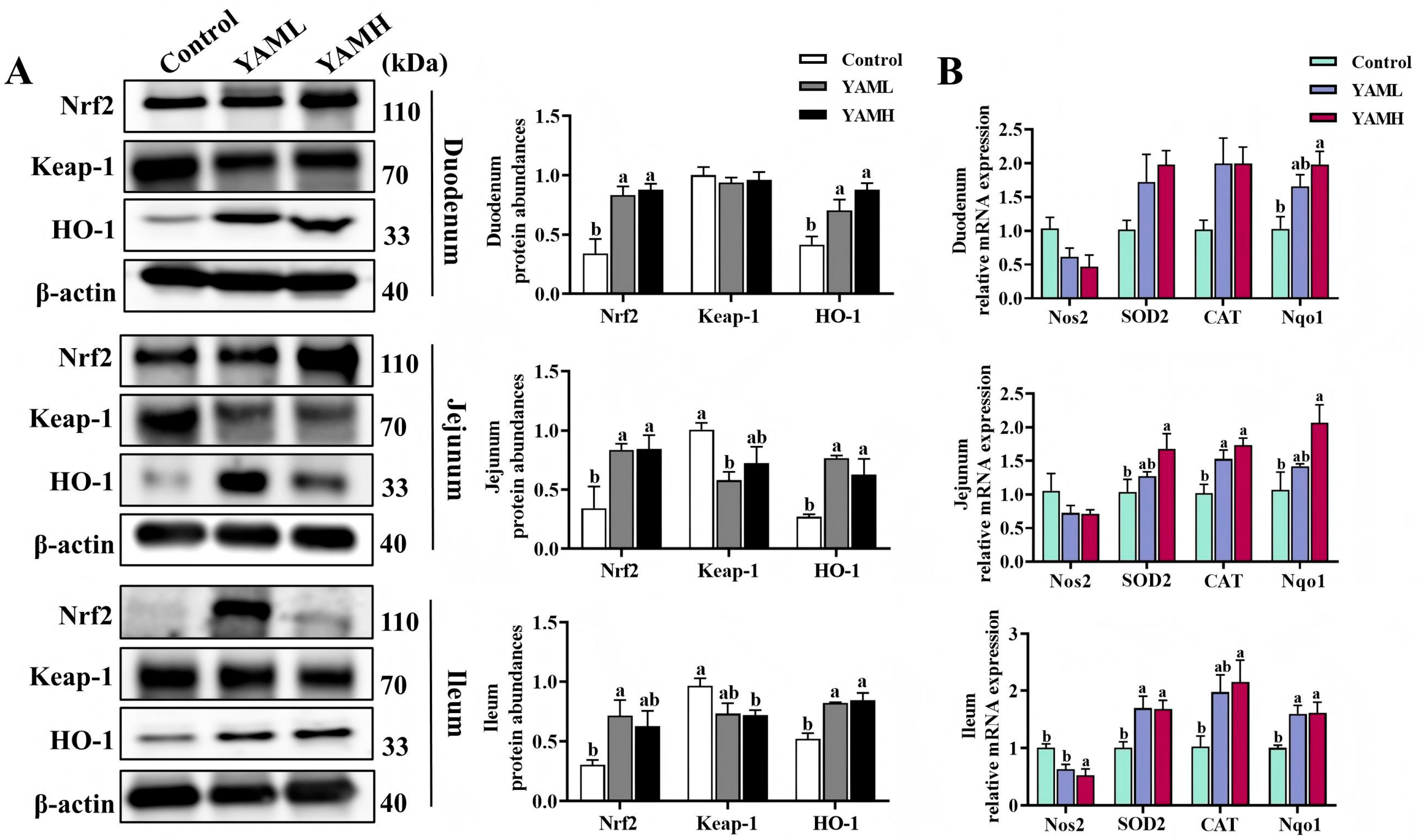 Vetsci 13 00365 g002 Vetsci 13 00365 g002