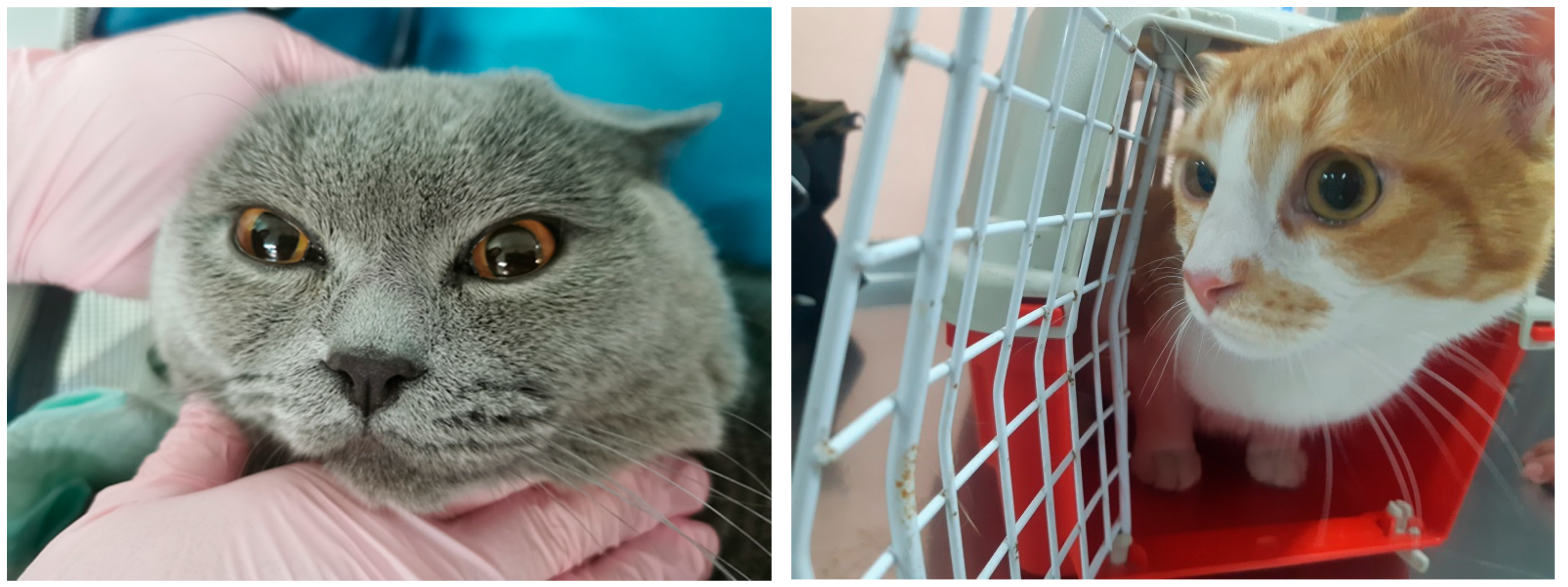 Vetsci 13 00374 g001 Vetsci 13 00374 g001