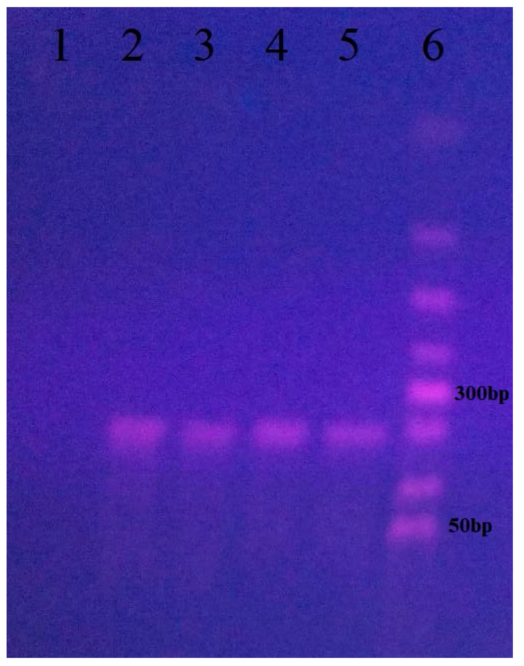Vetsci 13 00374 g003 Vetsci 13 00374 g003