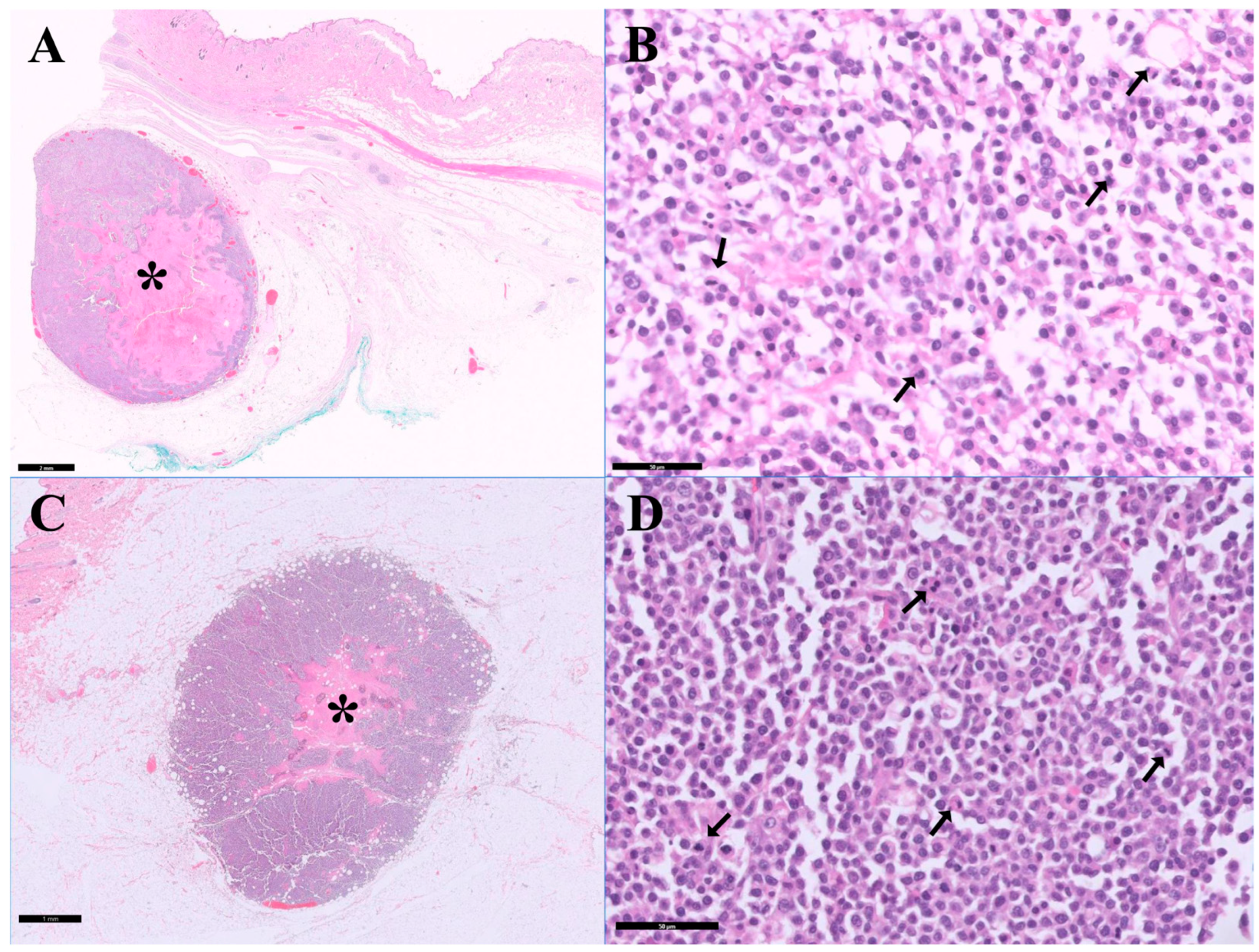 Vetsci 13 00384 g002 Vetsci 13 00384 g002