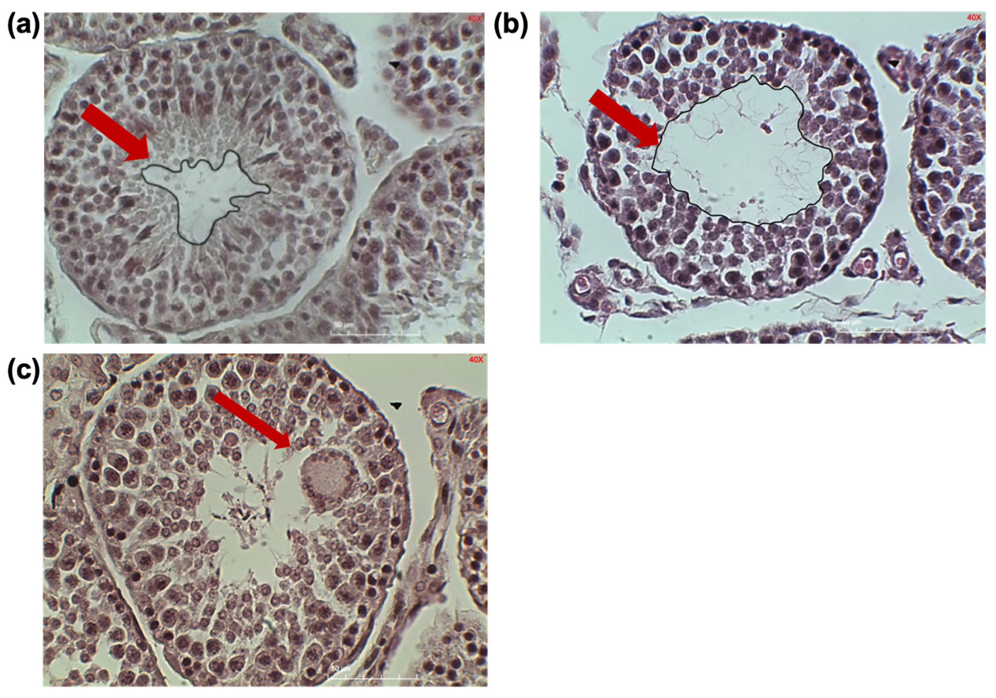 Vetsci 13 00392 g002 Vetsci 13 00392 g002