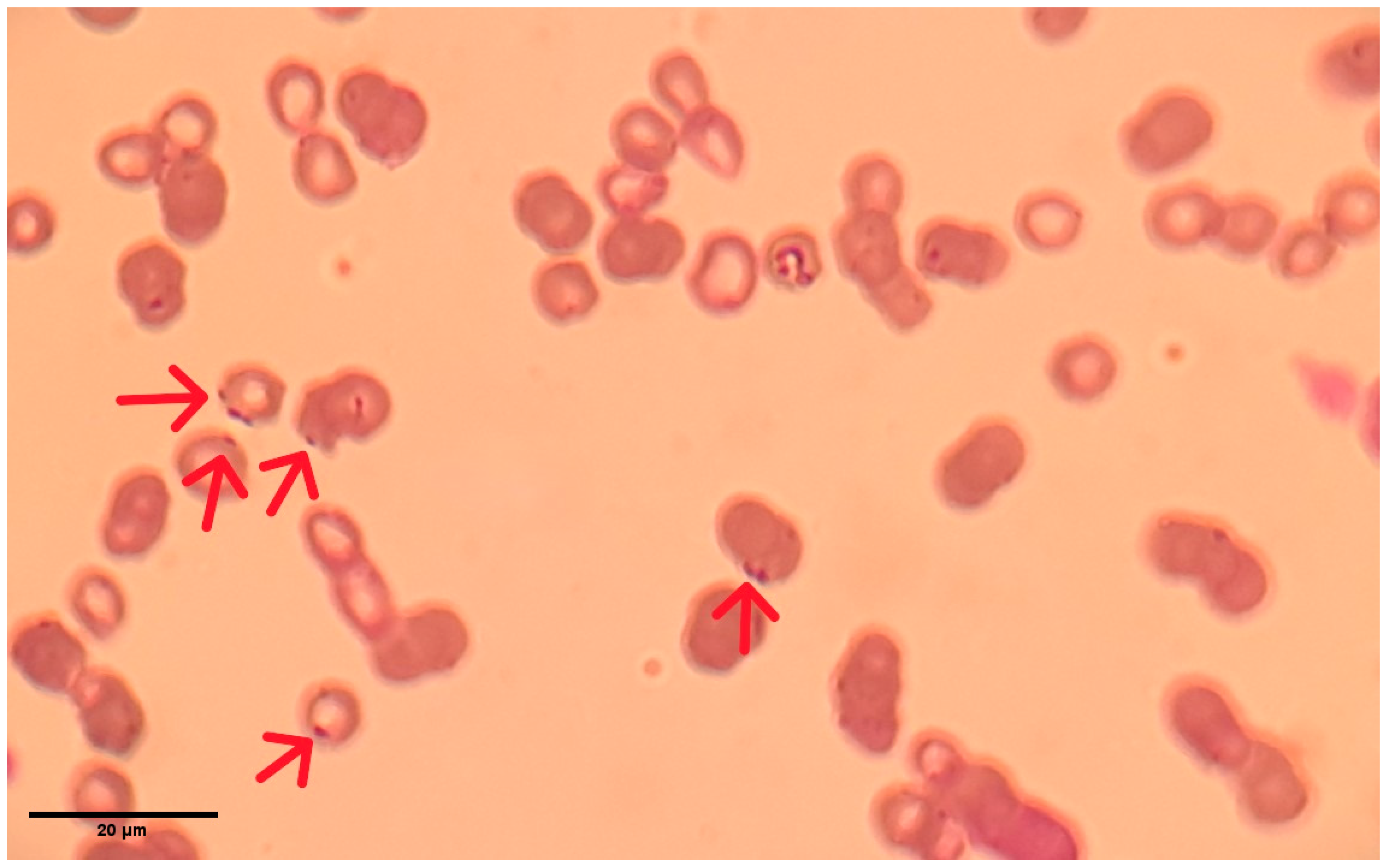 Vetsci 13 00410 g001 Vetsci 13 00410 g001