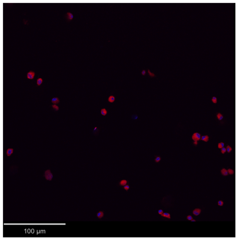 Vetsci 13 00460 g004 Vetsci 13 00460 g004