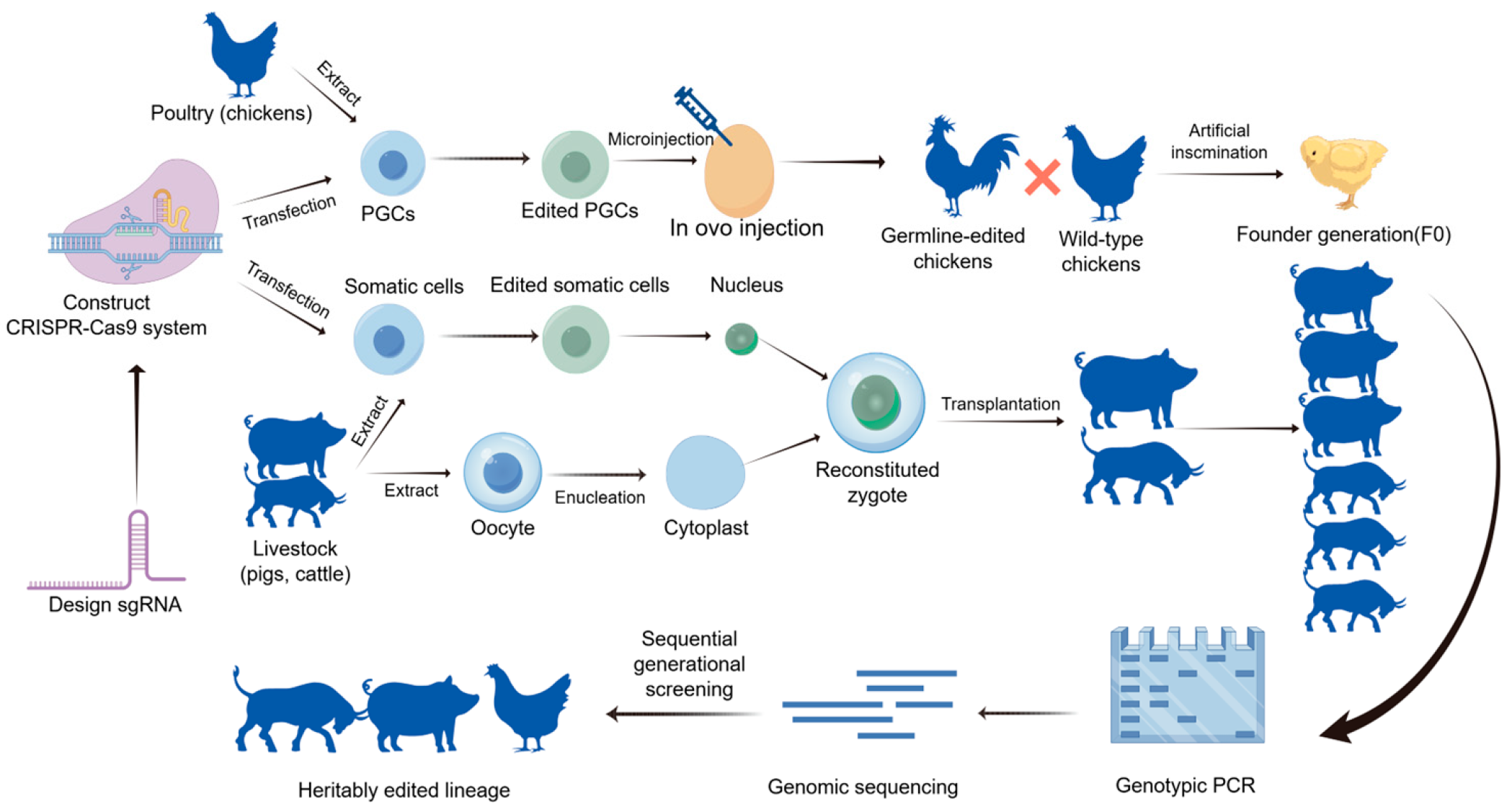 Vetsci 13 00484 g001 Vetsci 13 00484 g001