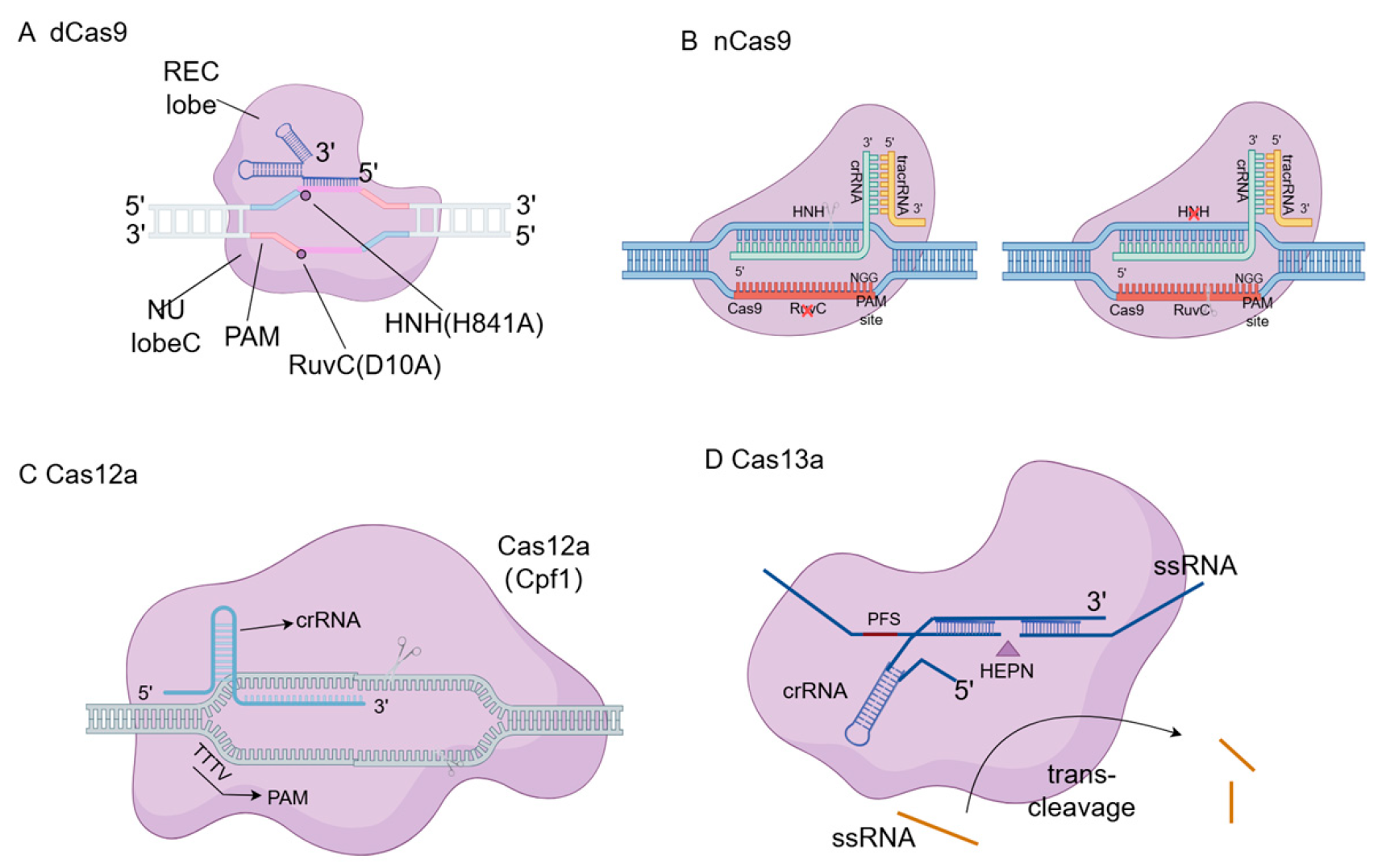 Vetsci 13 00484 g003 Vetsci 13 00484 g003