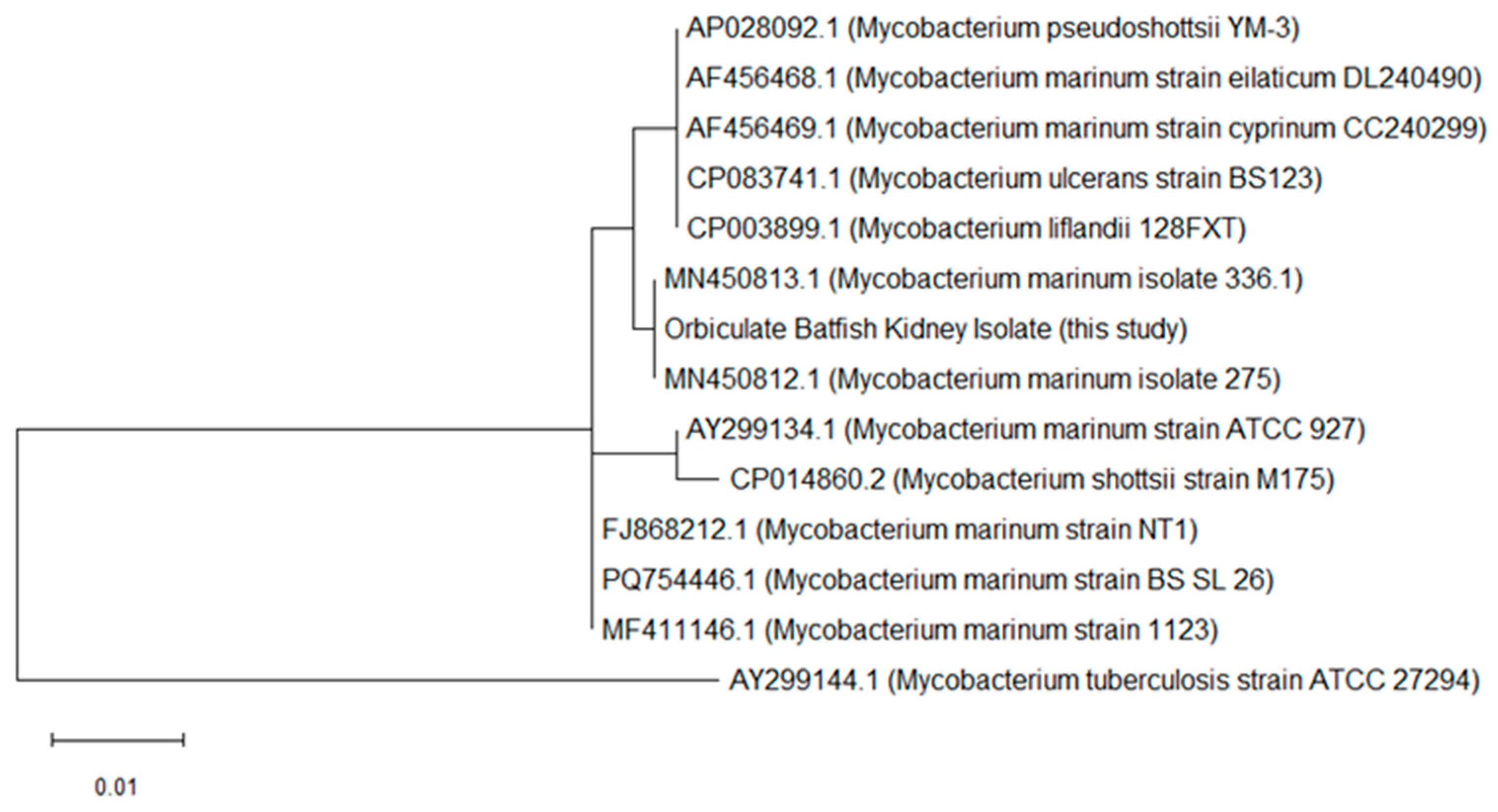 Vetsci 13 00489 g003 Vetsci 13 00489 g003