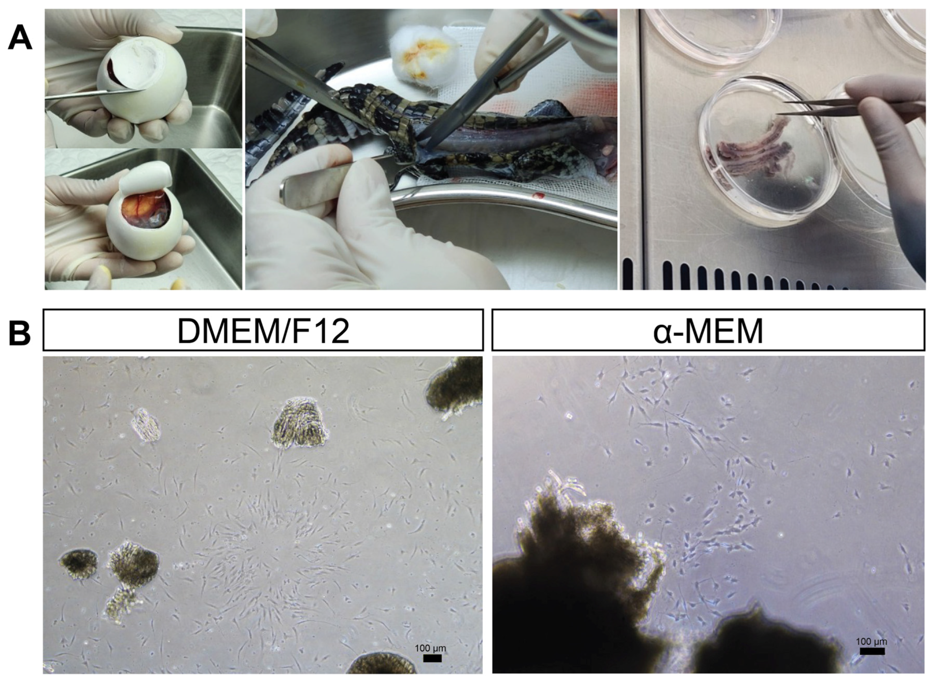 Vetsci 13 00490 g001 Vetsci 13 00490 g001