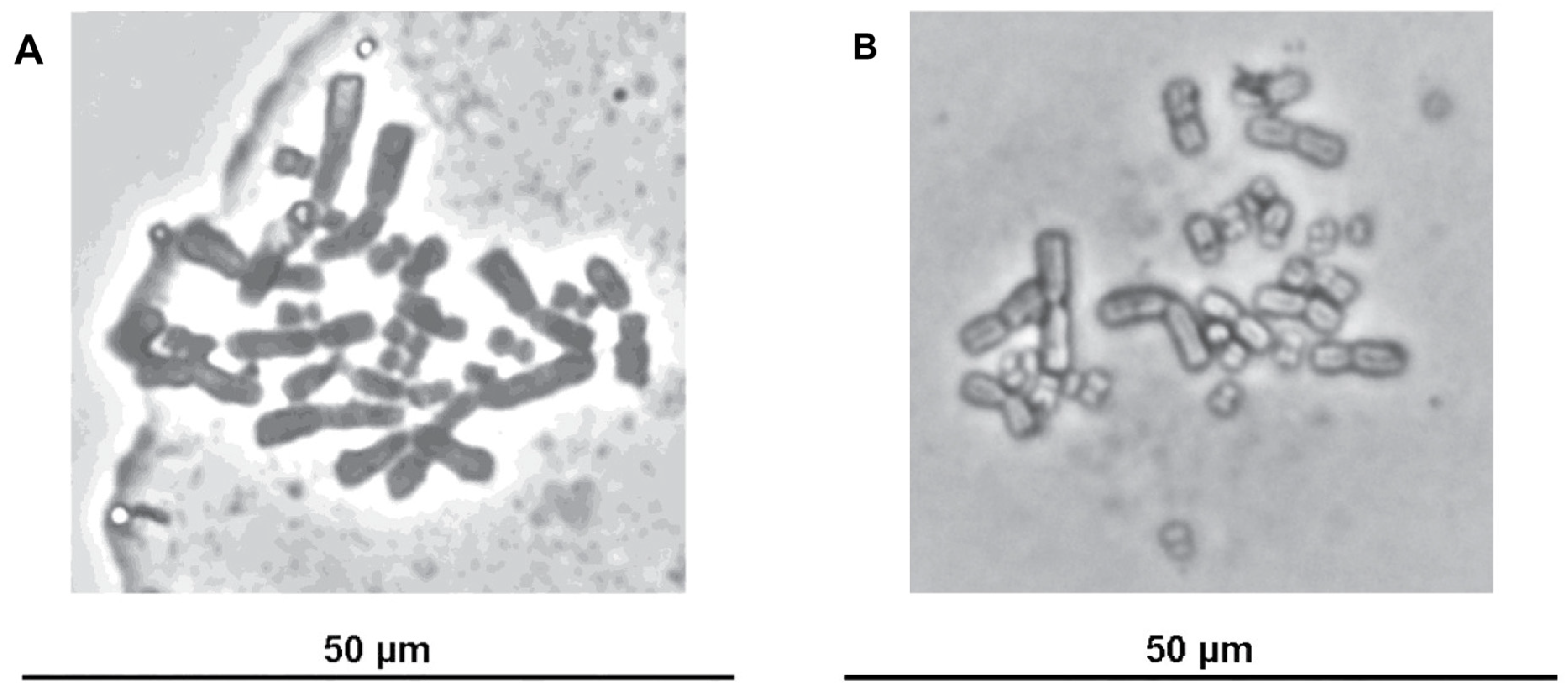Vetsci 13 00490 g006 Vetsci 13 00490 g006