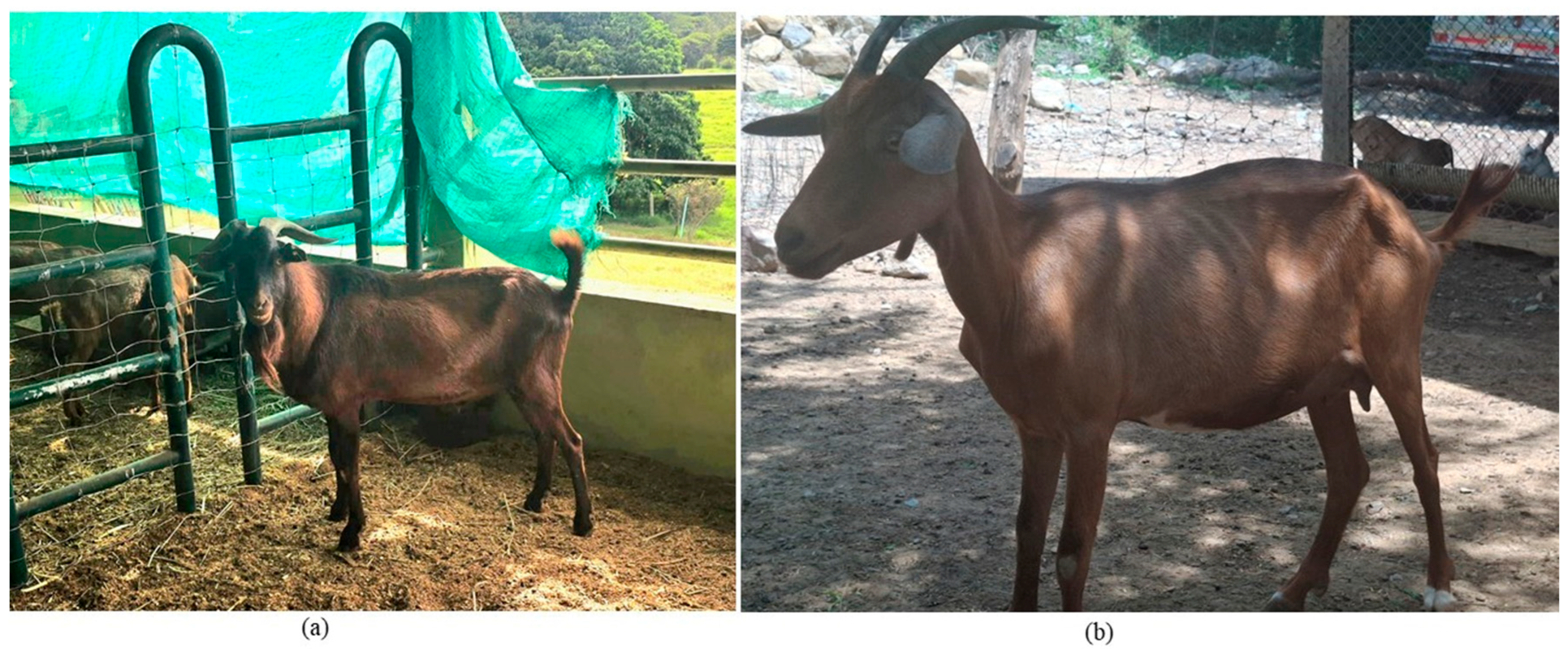 Vetsci 13 00501 g001 Vetsci 13 00501 g001