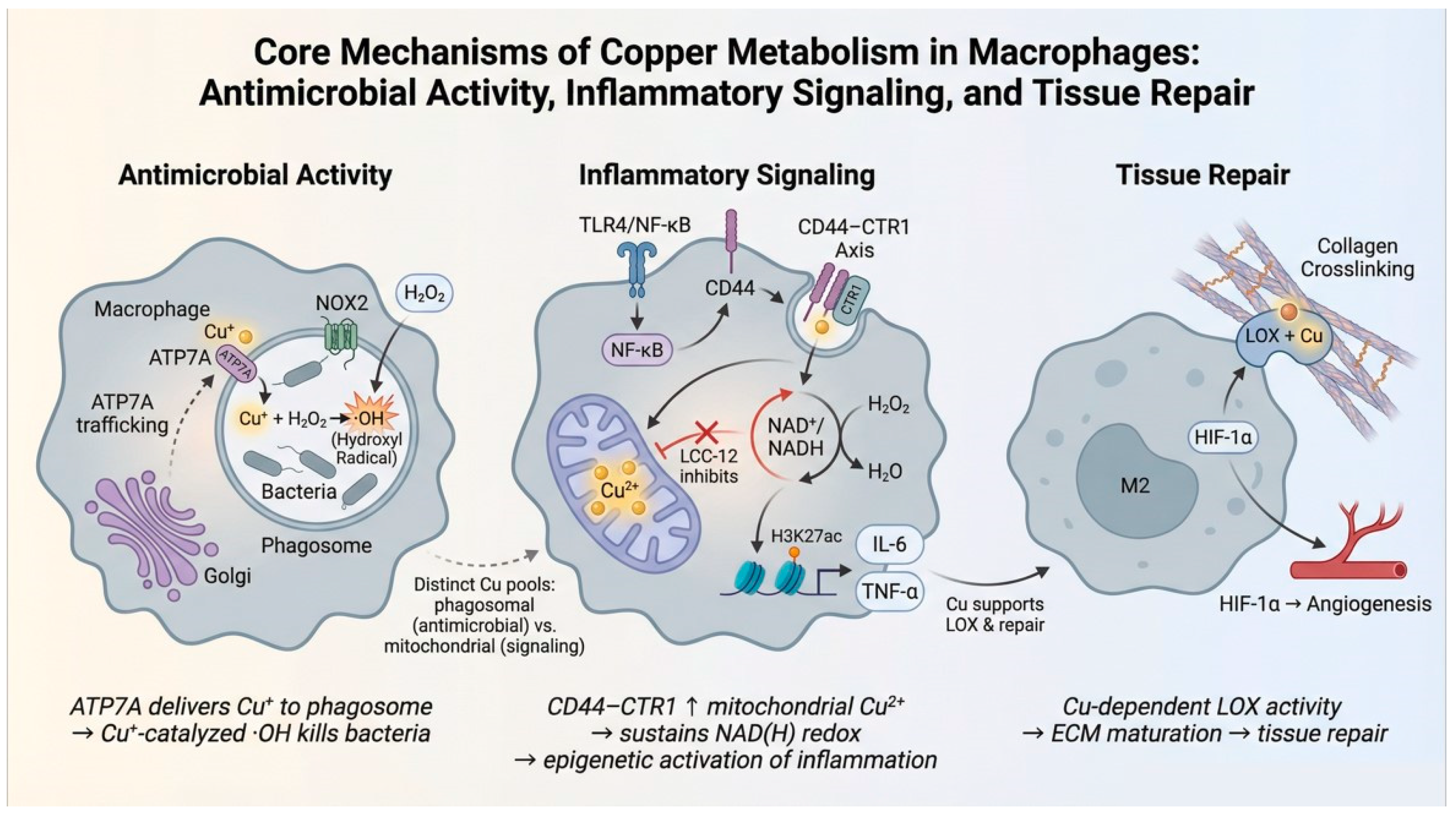 Vetsci 13 00511 g001 Vetsci 13 00511 g001
