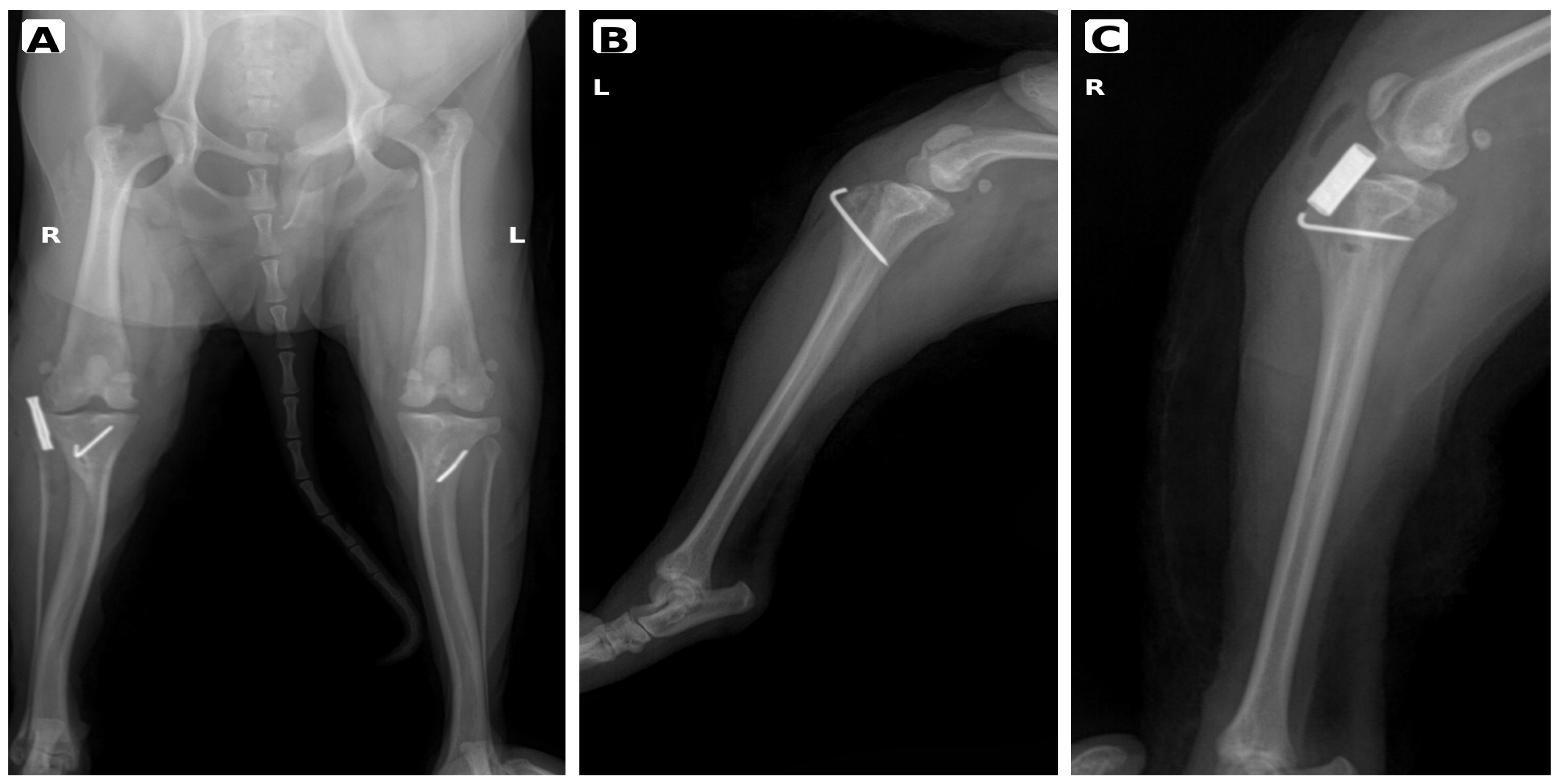 Vetsci 13 00518 g003 Vetsci 13 00518 g003