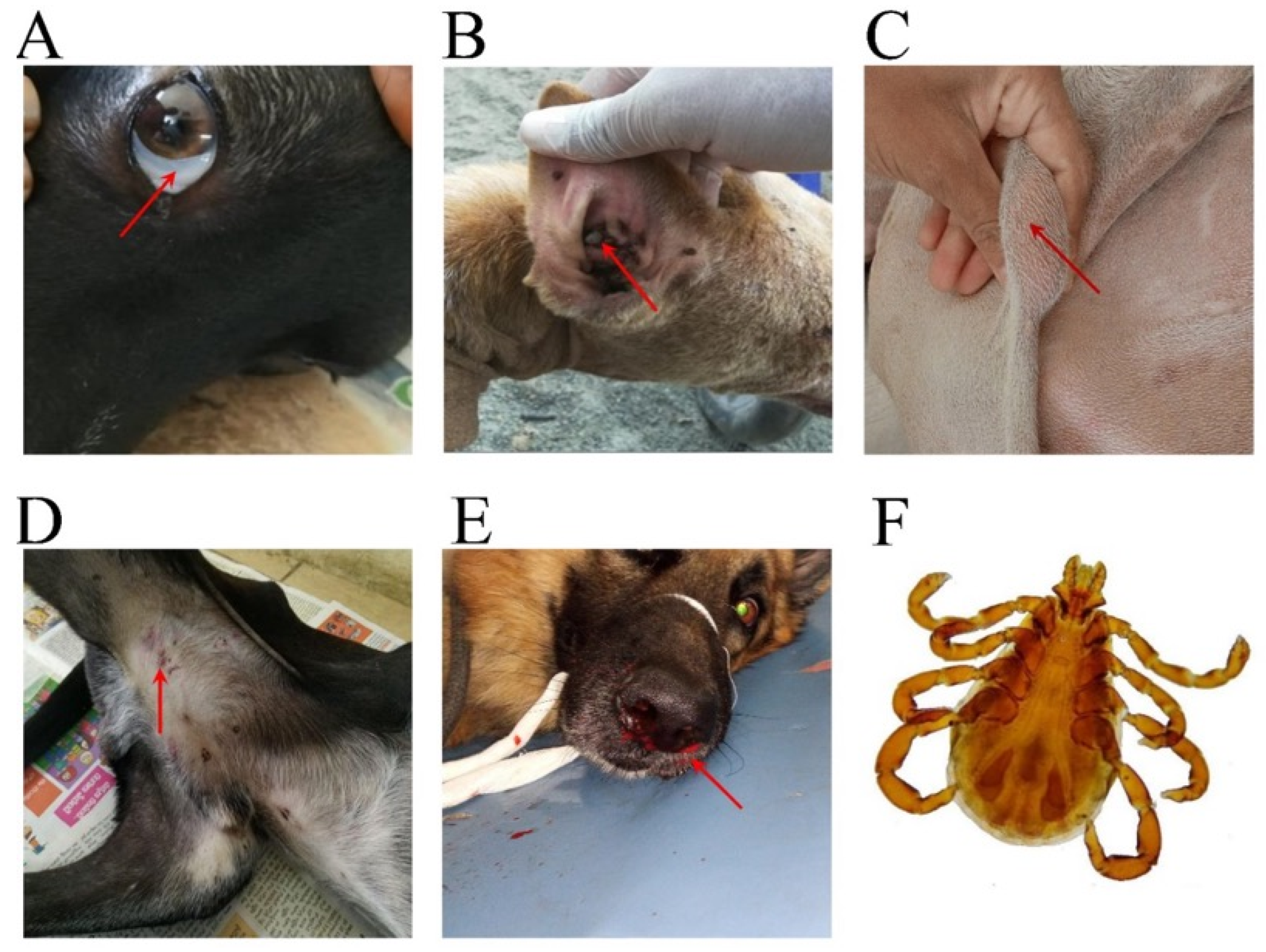 Vetsci 13 00568 g002 Vetsci 13 00568 g002