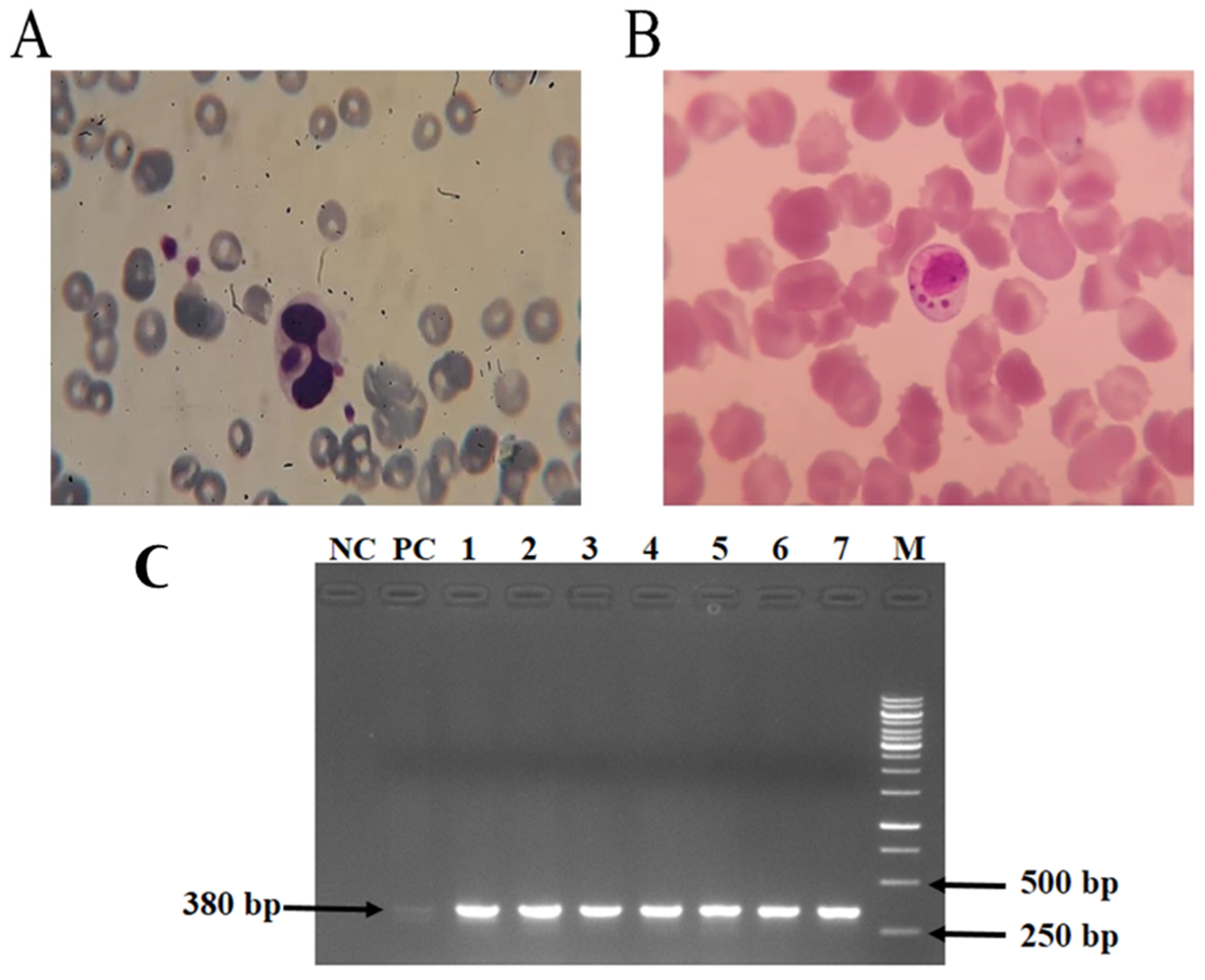 Vetsci 13 00568 g003 Vetsci 13 00568 g003