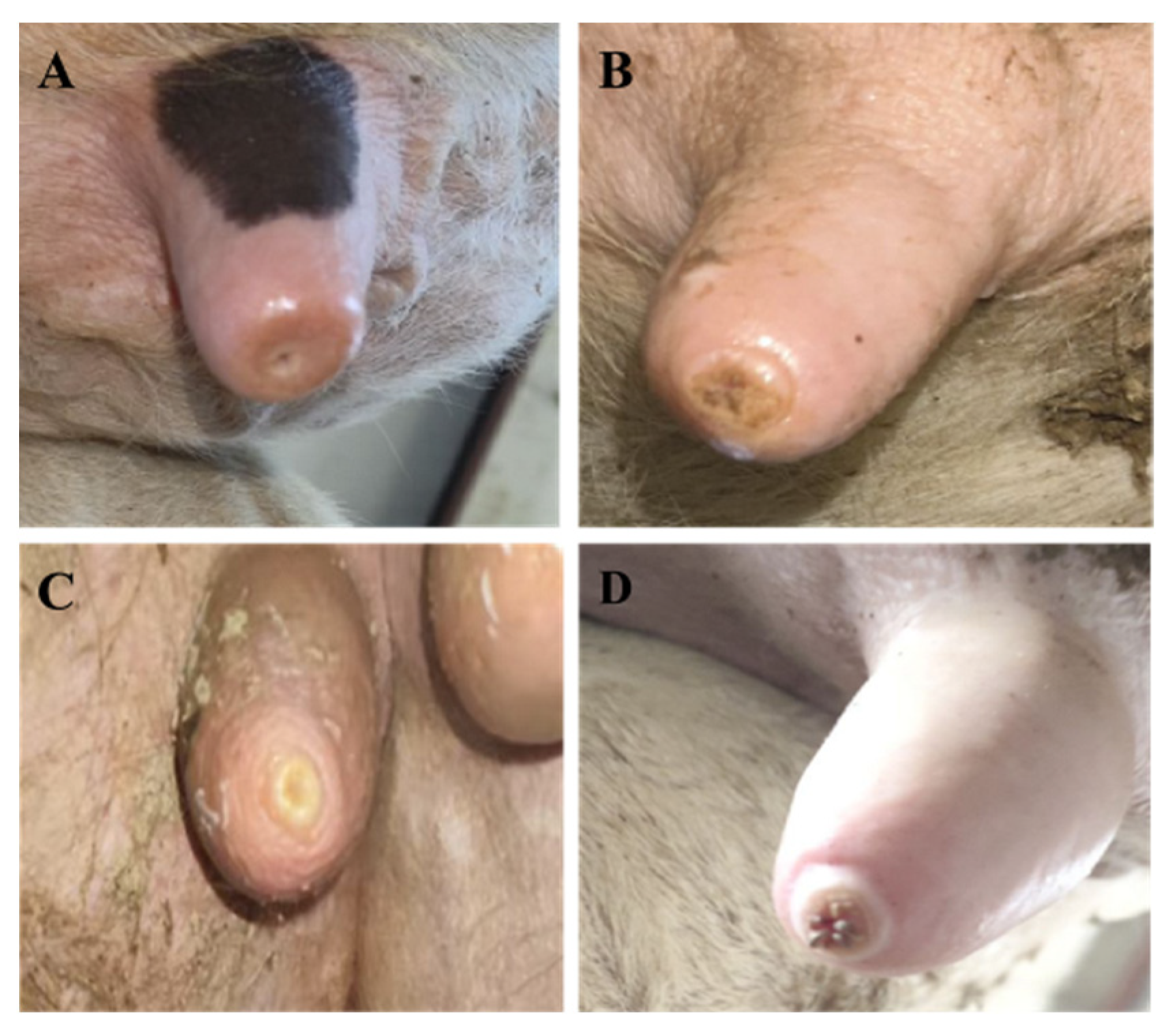 Vetsci 13 00608 g001 Vetsci 13 00608 g001