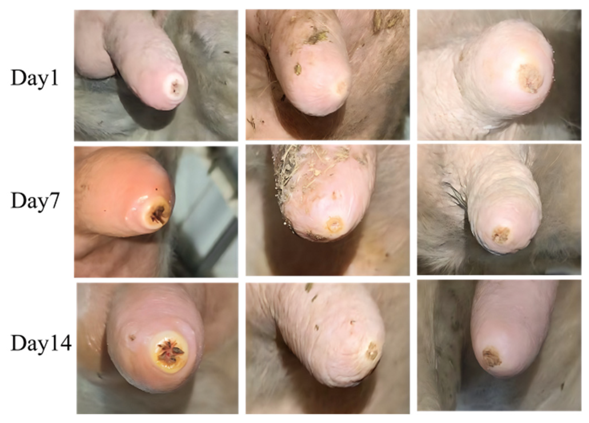 Vetsci 13 00608 g002 Vetsci 13 00608 g002