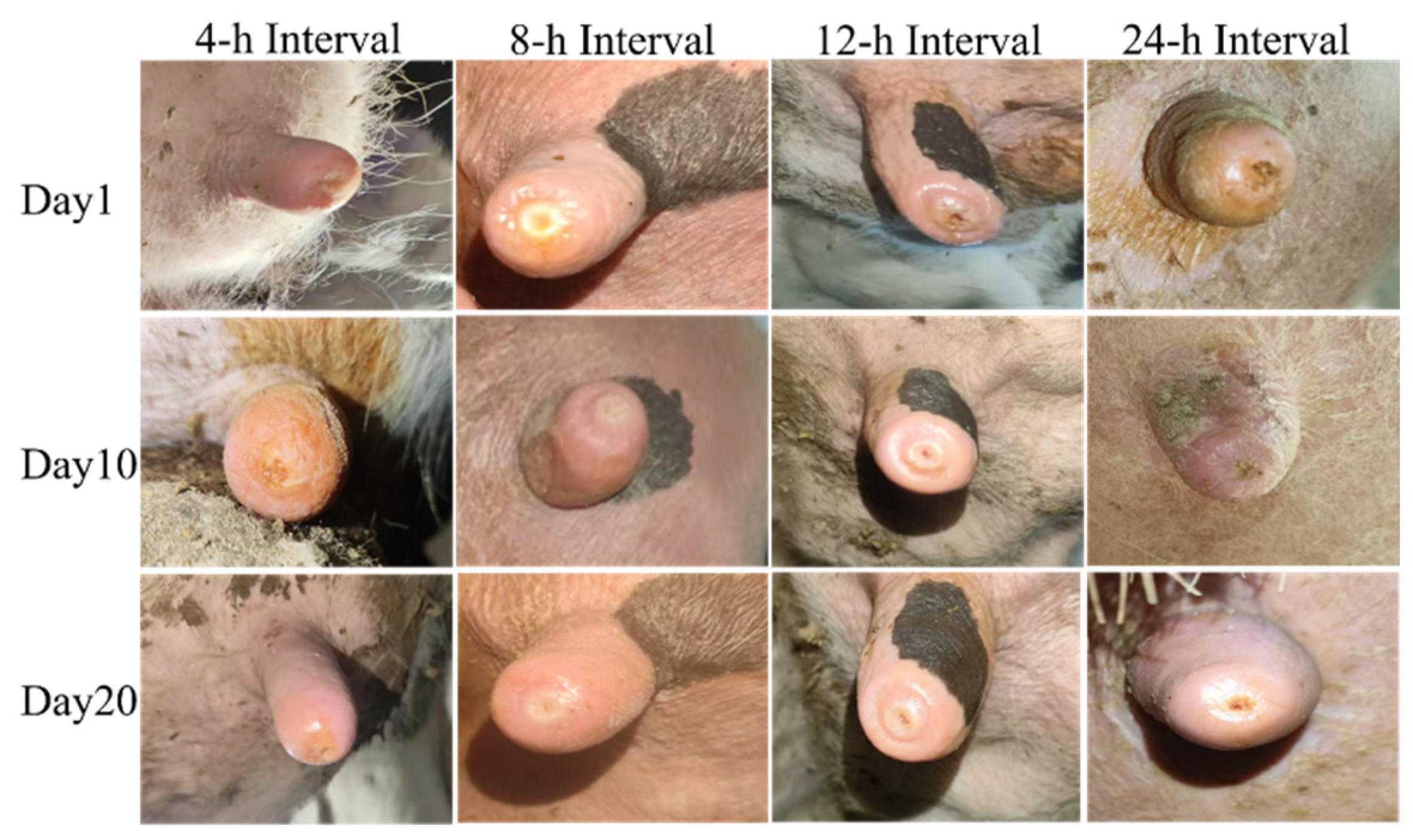 Vetsci 13 00608 g003 Vetsci 13 00608 g003