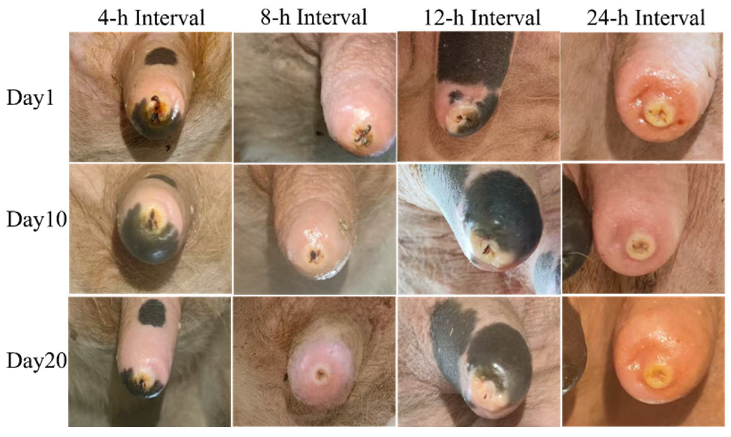 Vetsci 13 00608 g005 Vetsci 13 00608 g005