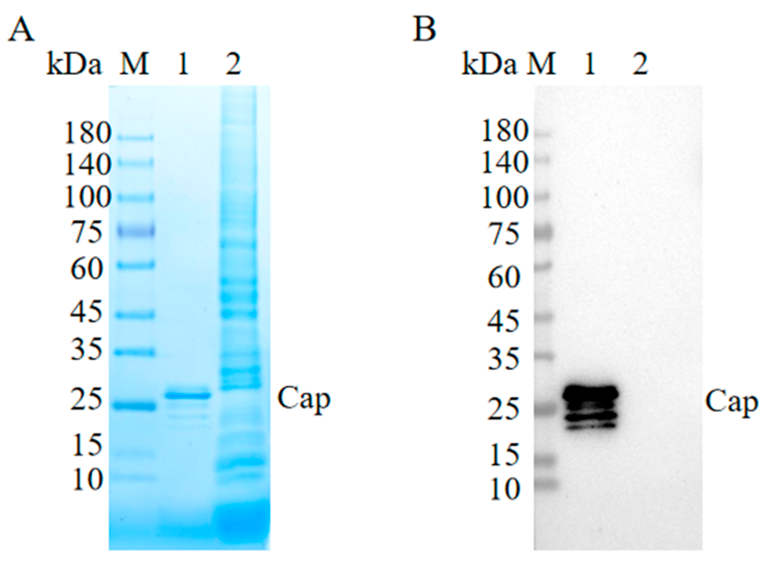 Vetsci 13 00617 g001 Vetsci 13 00617 g001