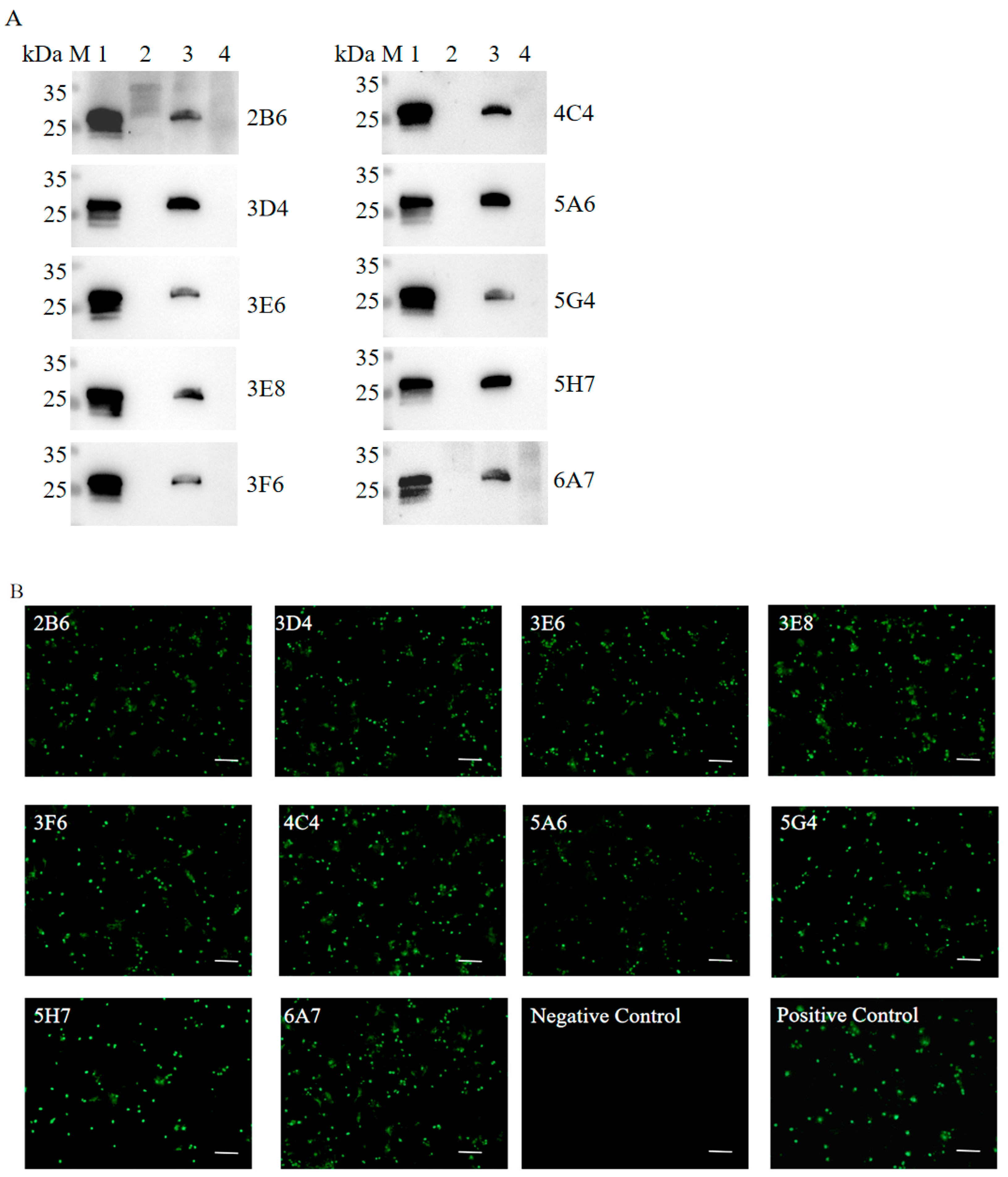 Vetsci 13 00617 g002 Vetsci 13 00617 g002