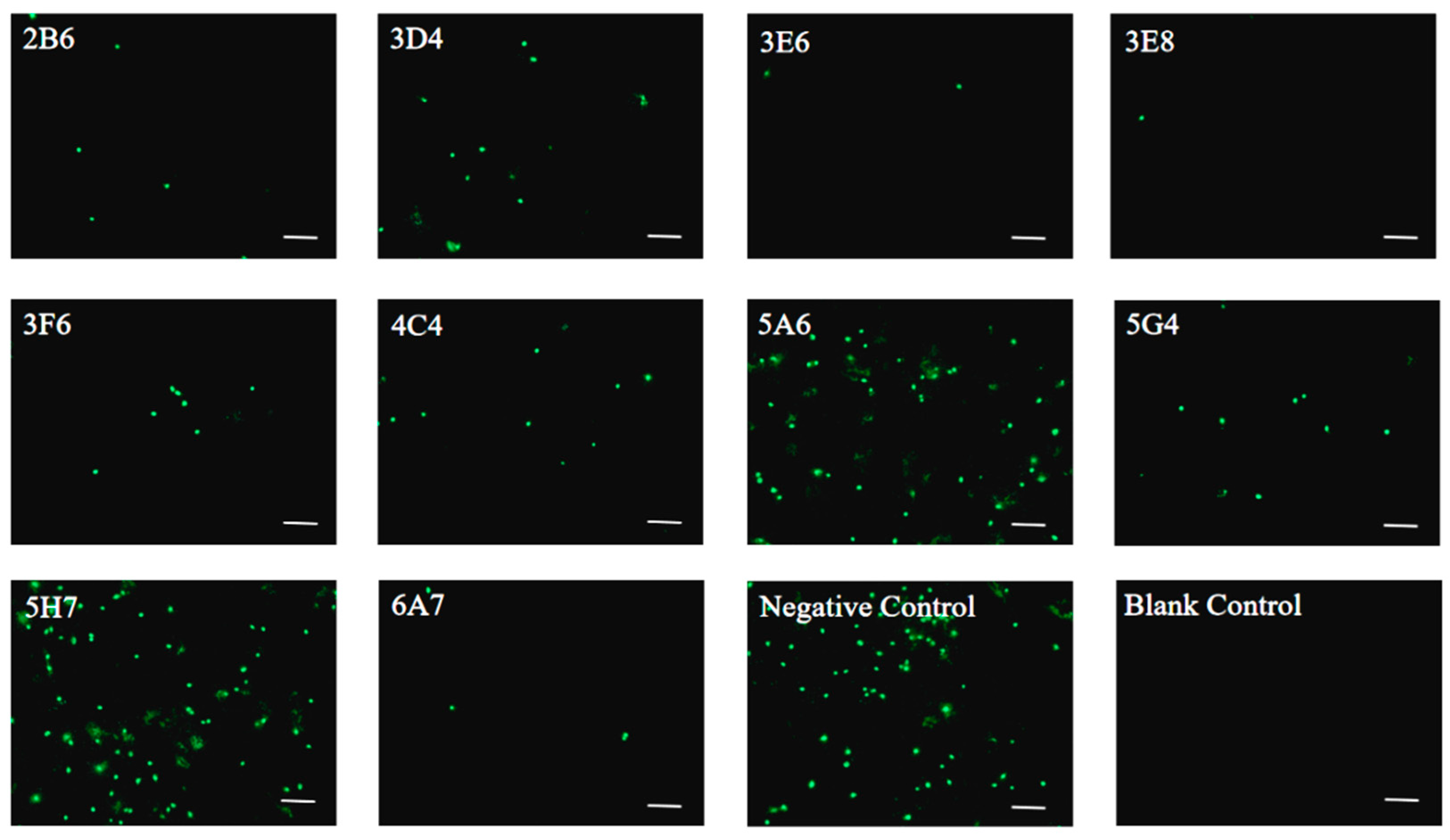 Vetsci 13 00617 g003 Vetsci 13 00617 g003