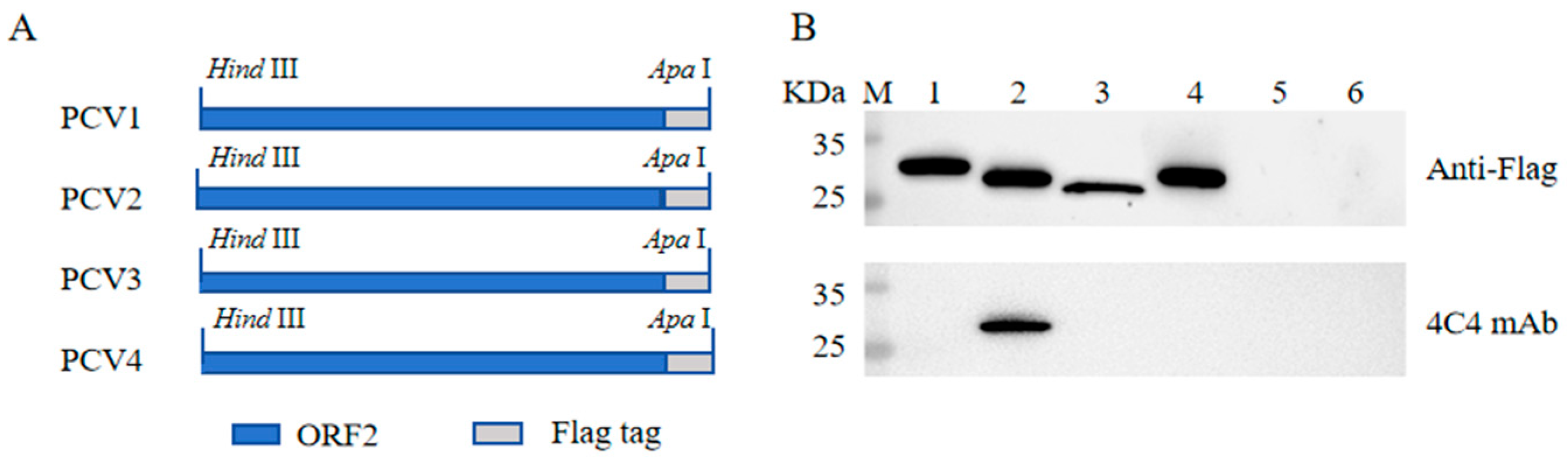 Vetsci 13 00617 g006 Vetsci 13 00617 g006