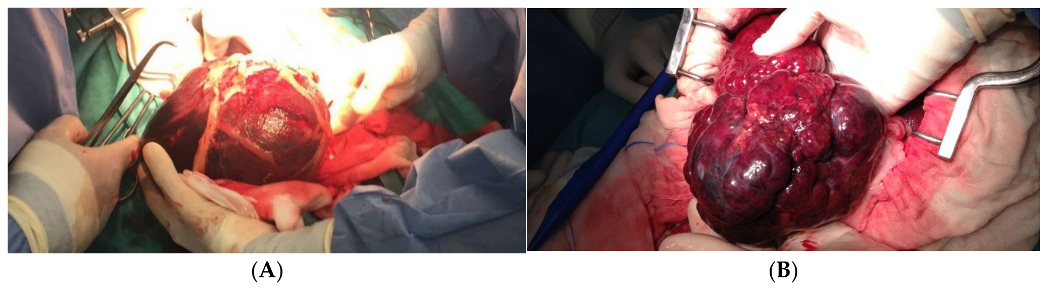 Vetsci 13 00634 g003 Vetsci 13 00634 g003