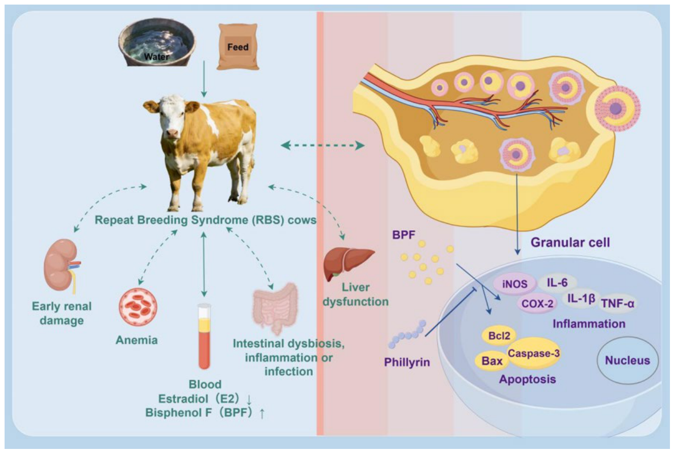 Vetsci 13 00670 g006 Vetsci 13 00670 g006