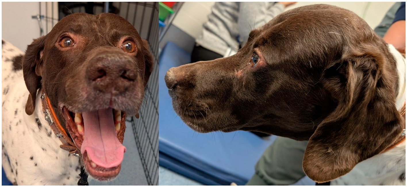 Vetsci 13 00725 g001 Vetsci 13 00725 g001