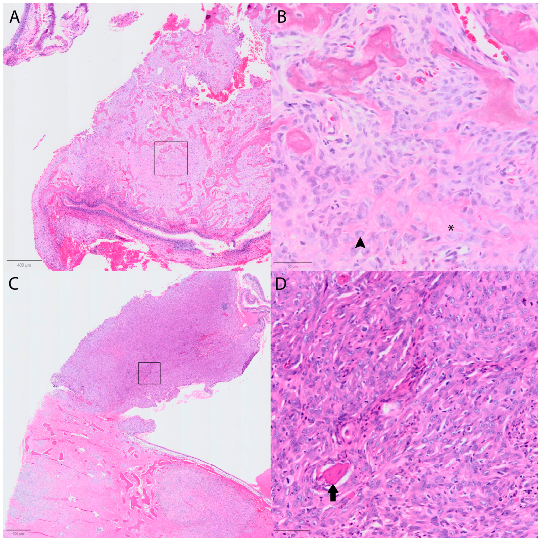 Vetsci 13 00725 g005 Vetsci 13 00725 g005