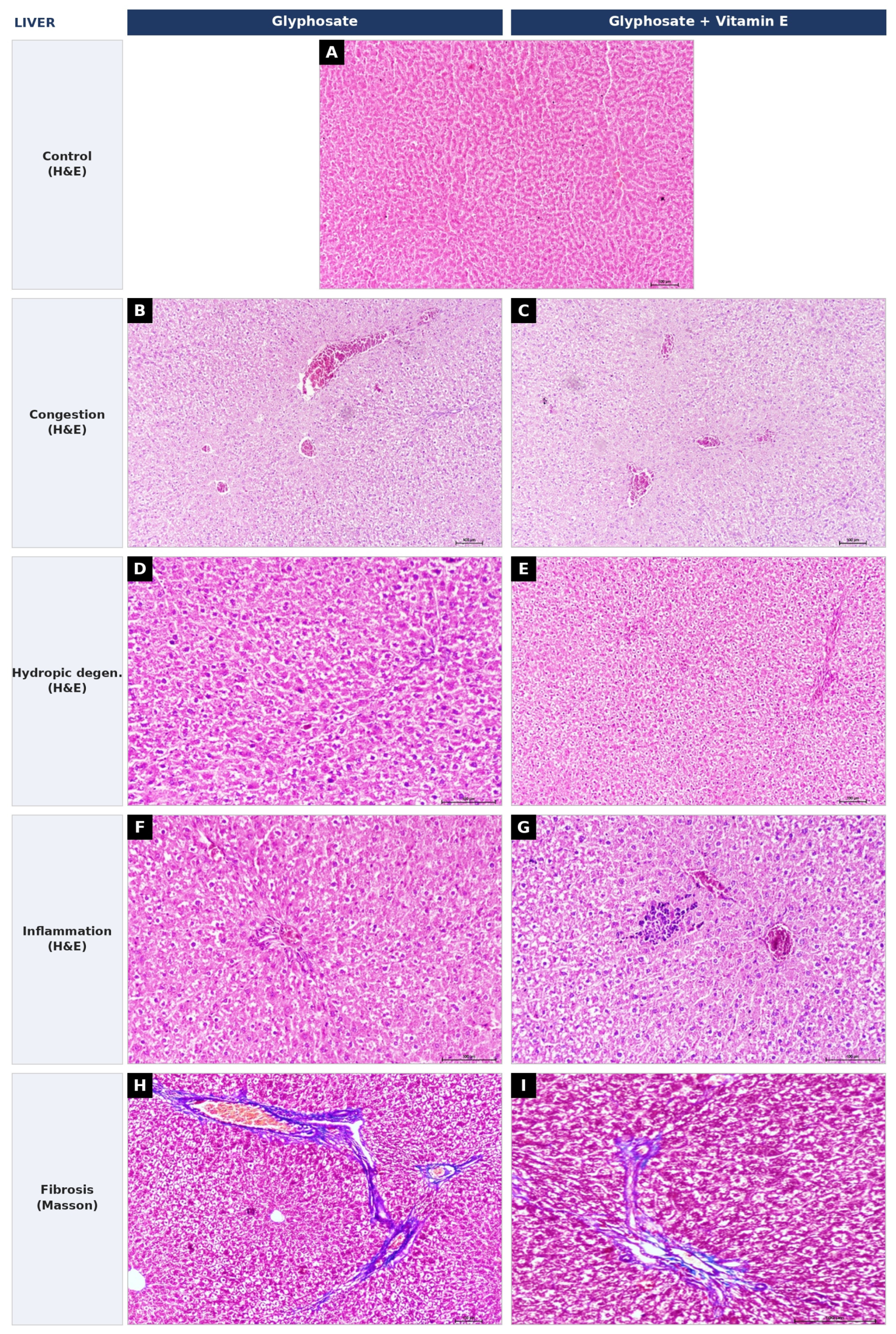 Vetsci 13 00740 g005 Vetsci 13 00740 g005