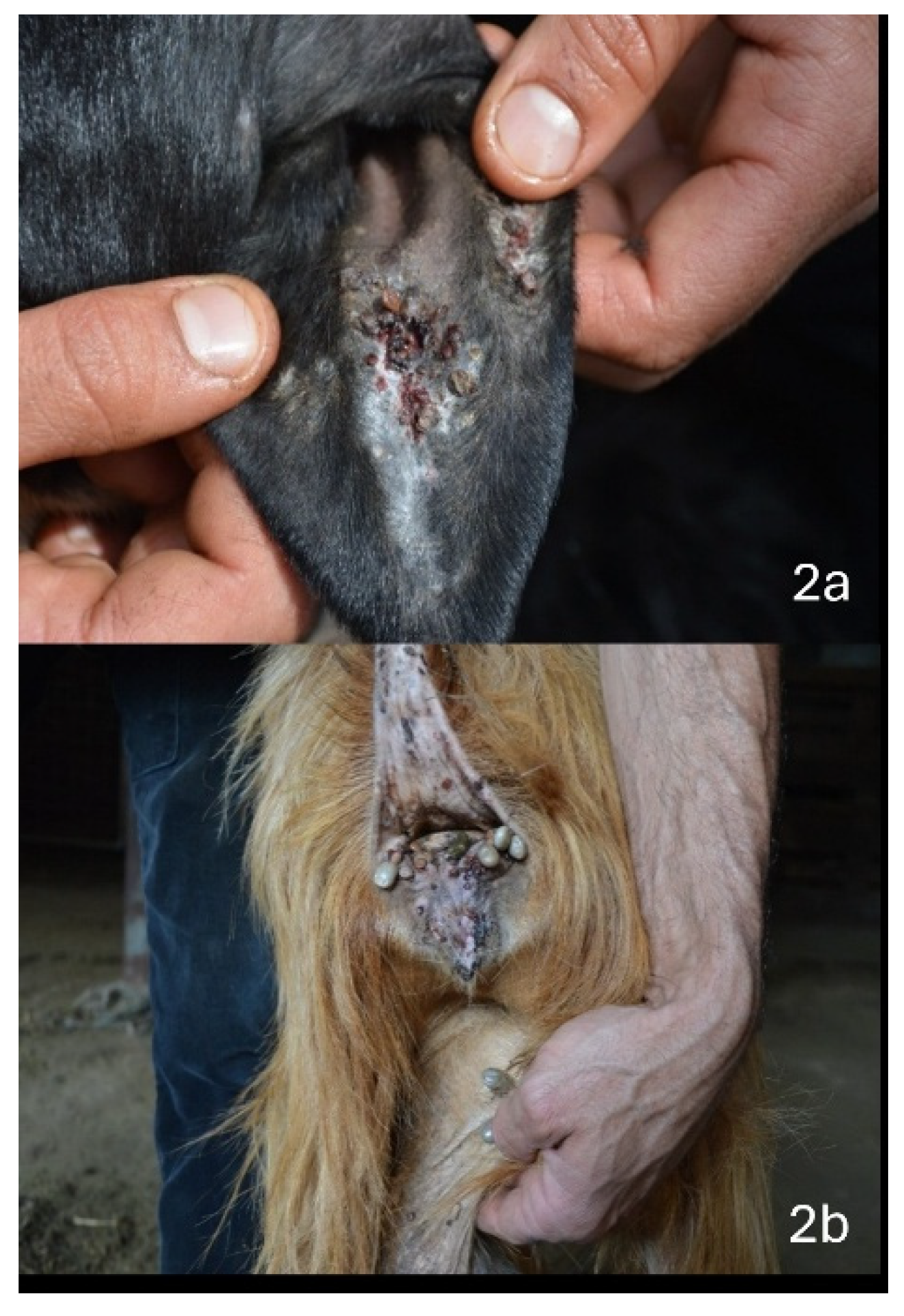 Vetsci 13 00769 g002 Vetsci 13 00769 g002