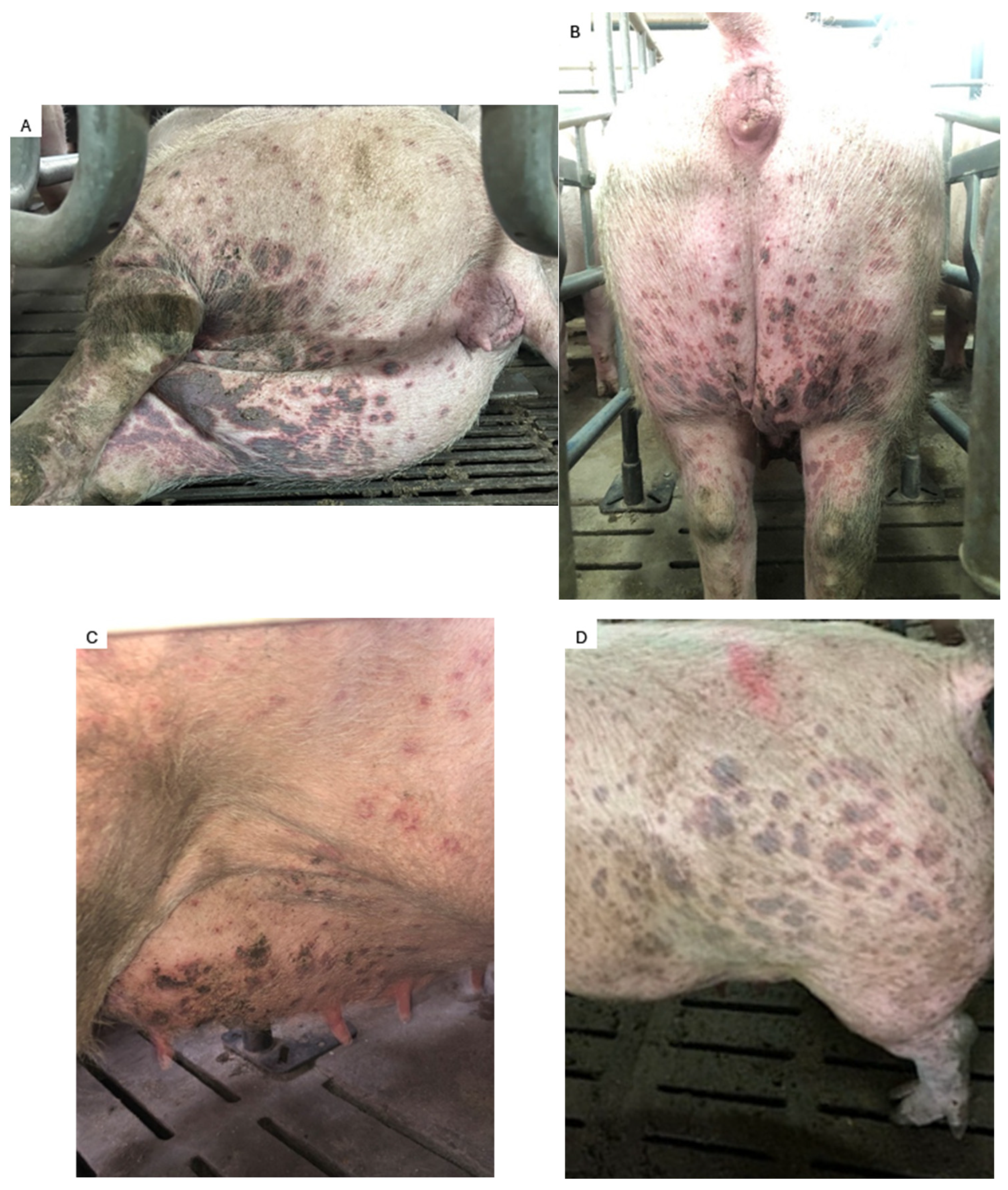 Vetsci 13 00824 g001 Vetsci 13 00824 g001