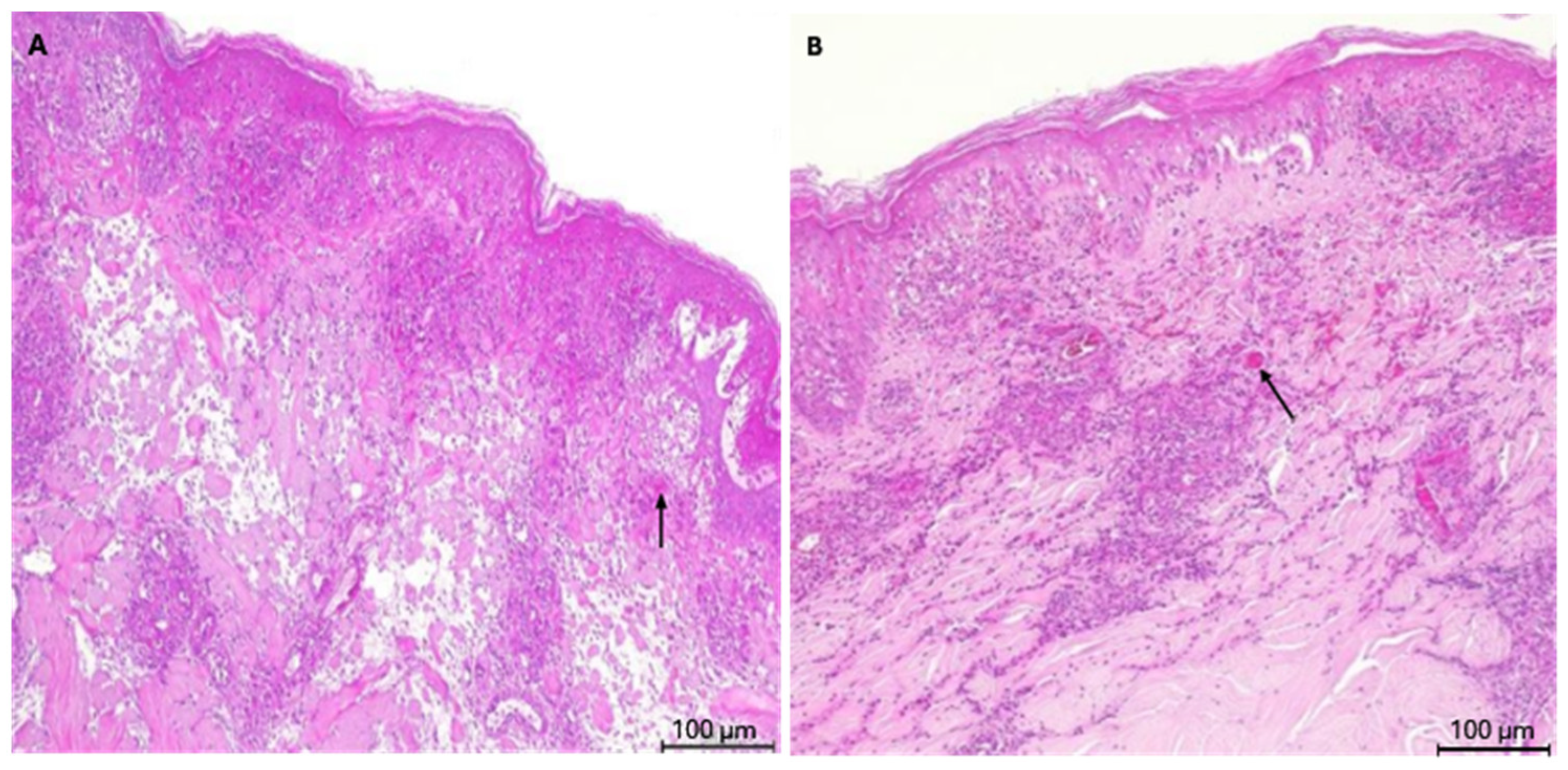 Vetsci 13 00824 g002 Vetsci 13 00824 g002