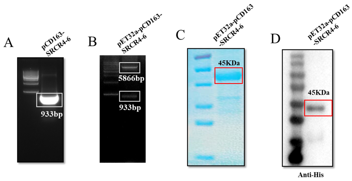 Vetsci 13 00835 g001 Vetsci 13 00835 g001