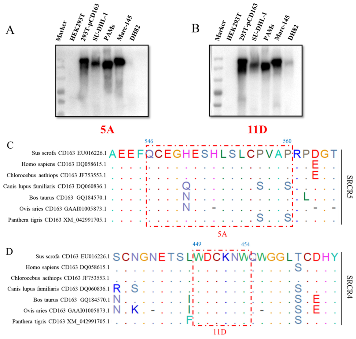 Vetsci 13 00835 g007 Vetsci 13 00835 g007