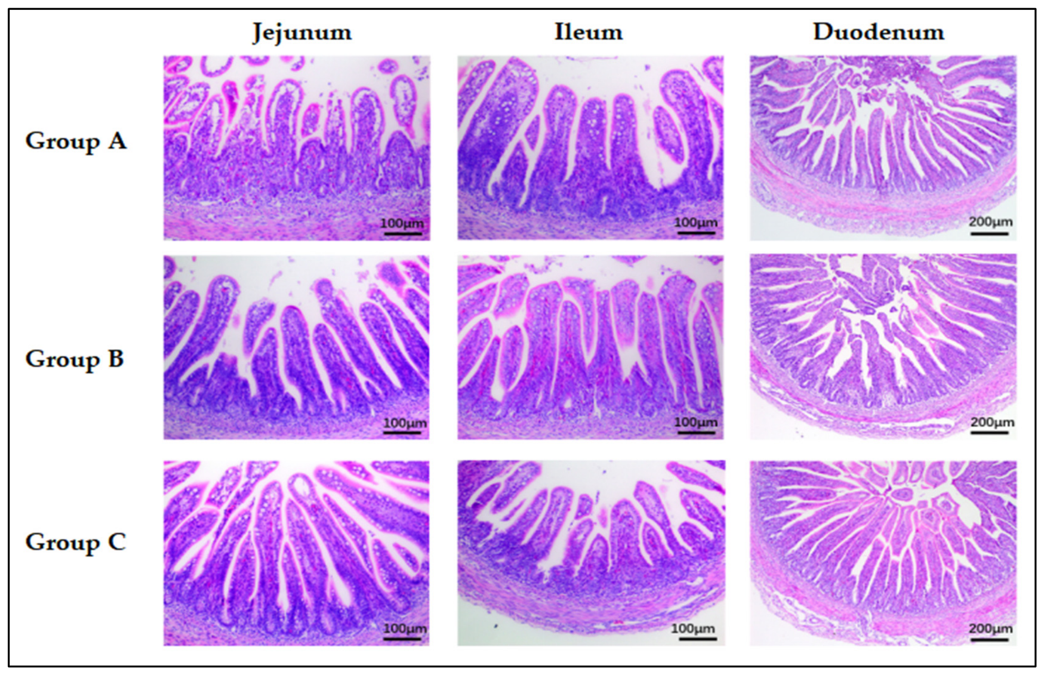 Vetsci 13 00842 g002 Vetsci 13 00842 g002