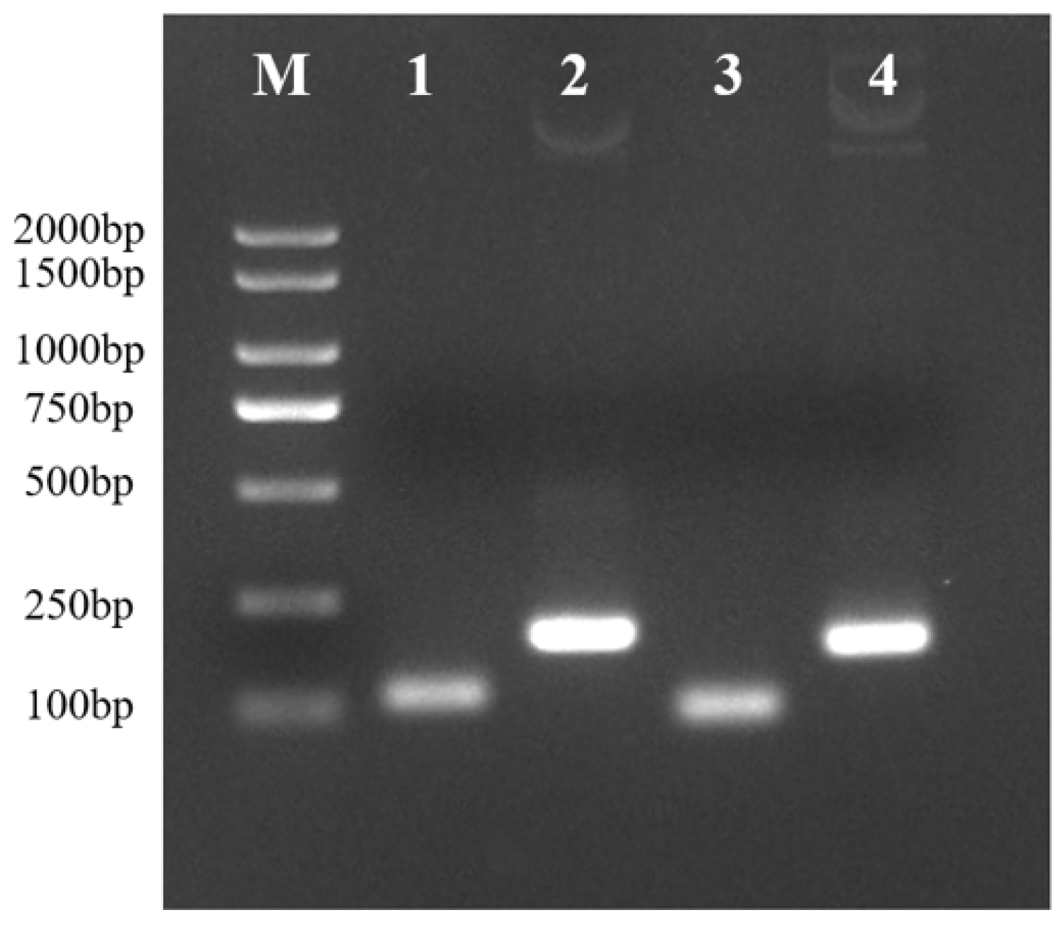 Vetsci 13 00884 g001 Vetsci 13 00884 g001