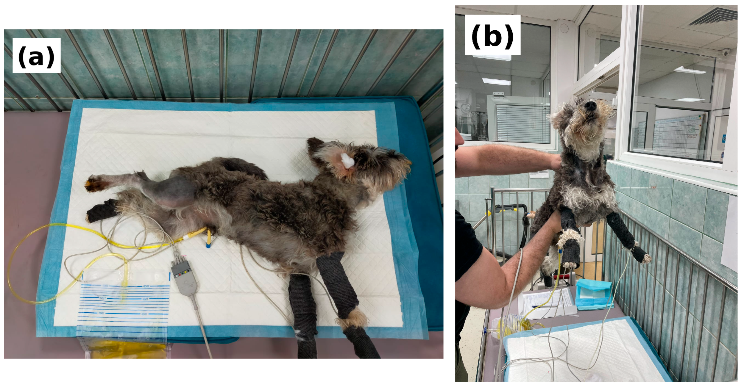 Vetsci 13 00886 g001 Vetsci 13 00886 g001