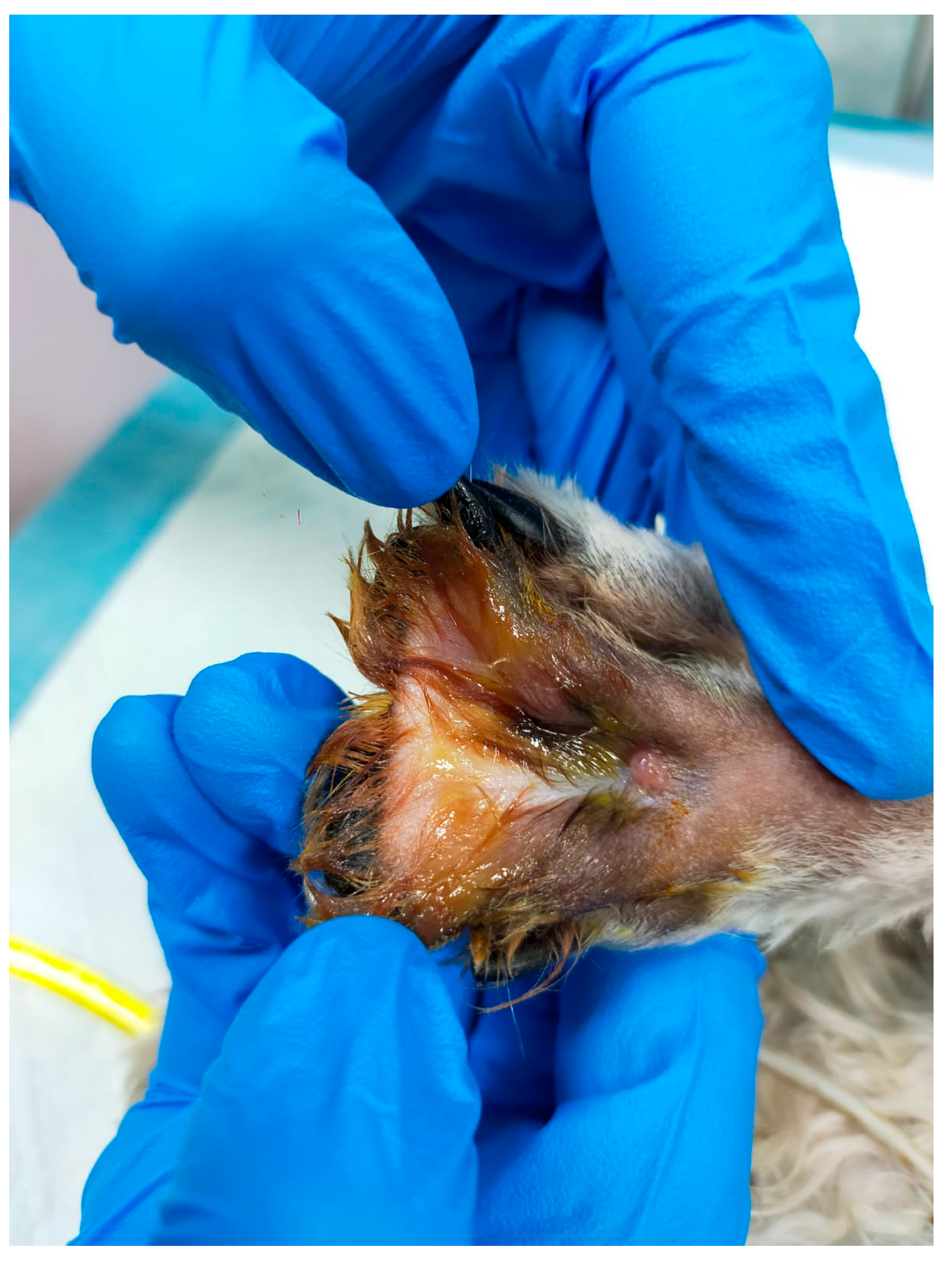 Vetsci 13 00886 g002 Vetsci 13 00886 g002